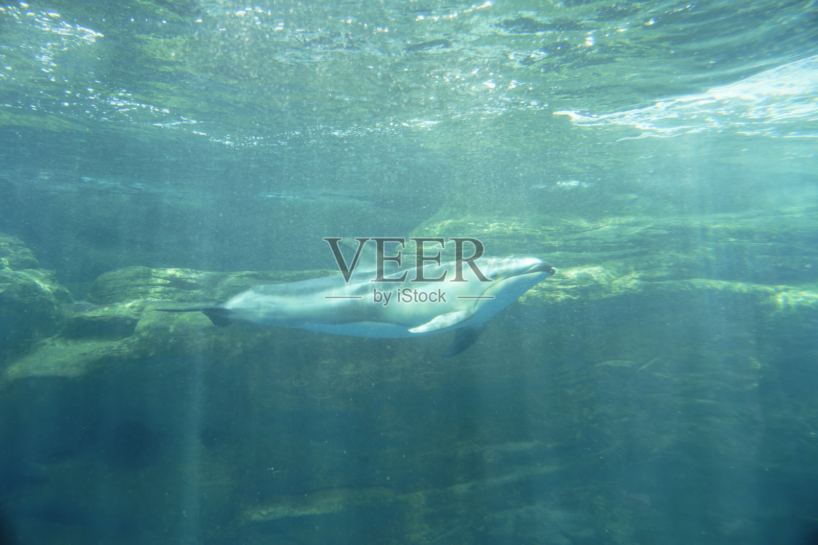 海豚在蓝色海洋中游泳照片摄影图片