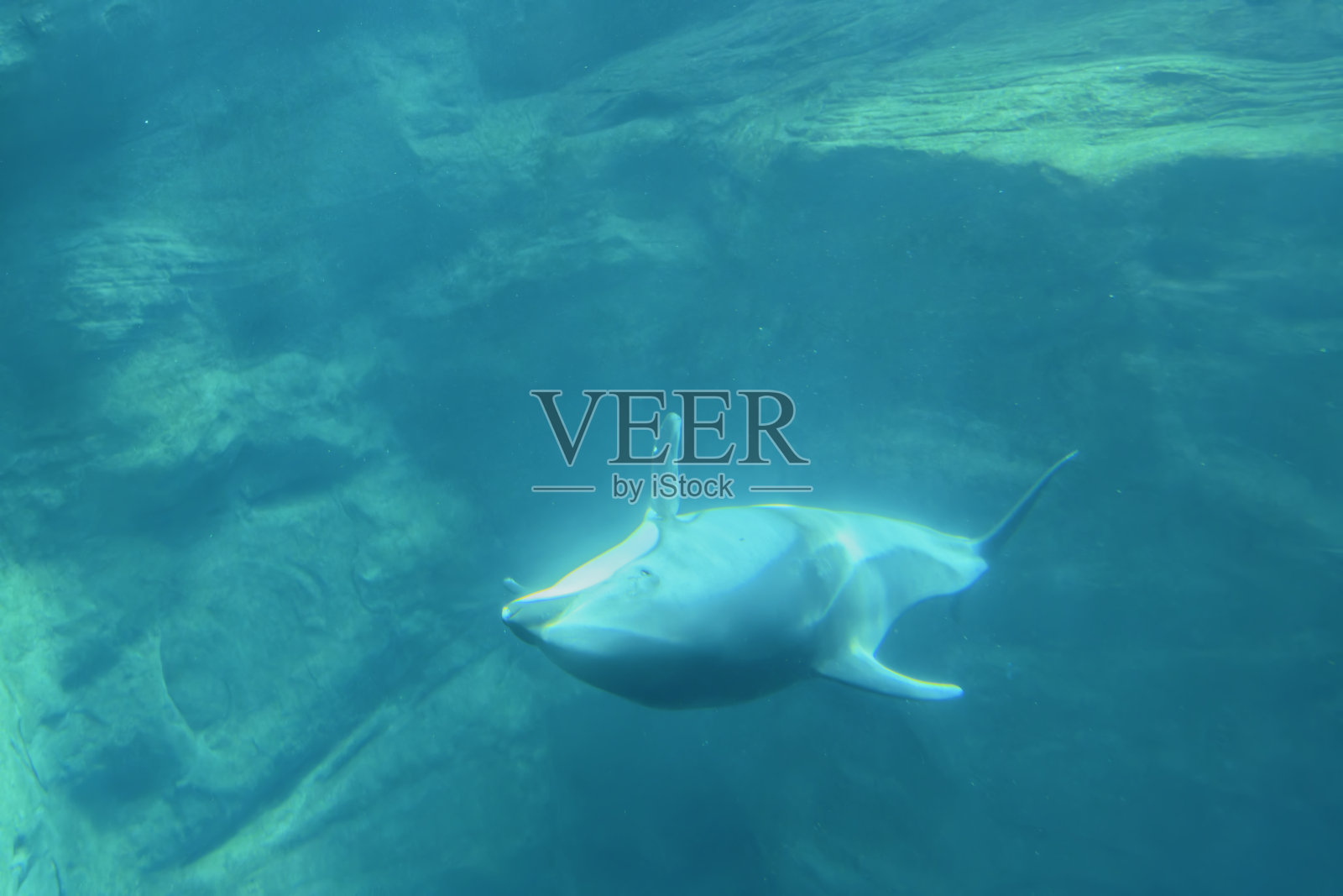 海豚在蓝色海洋中游泳照片摄影图片