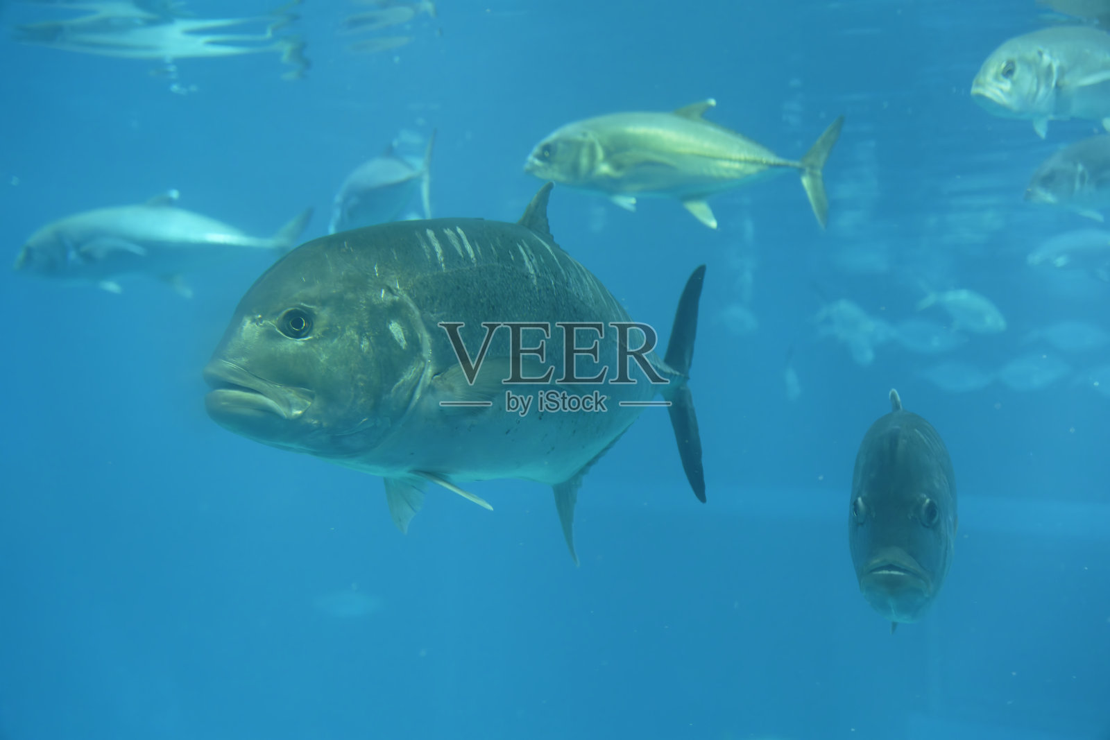 水下的巨型鲹鱼照片摄影图片