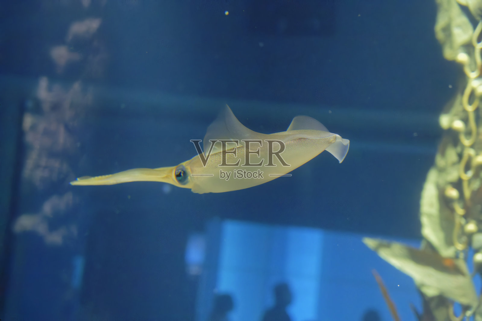 水下的大鳍礁鱿（Sepioteuthis lessoniana）照片摄影图片