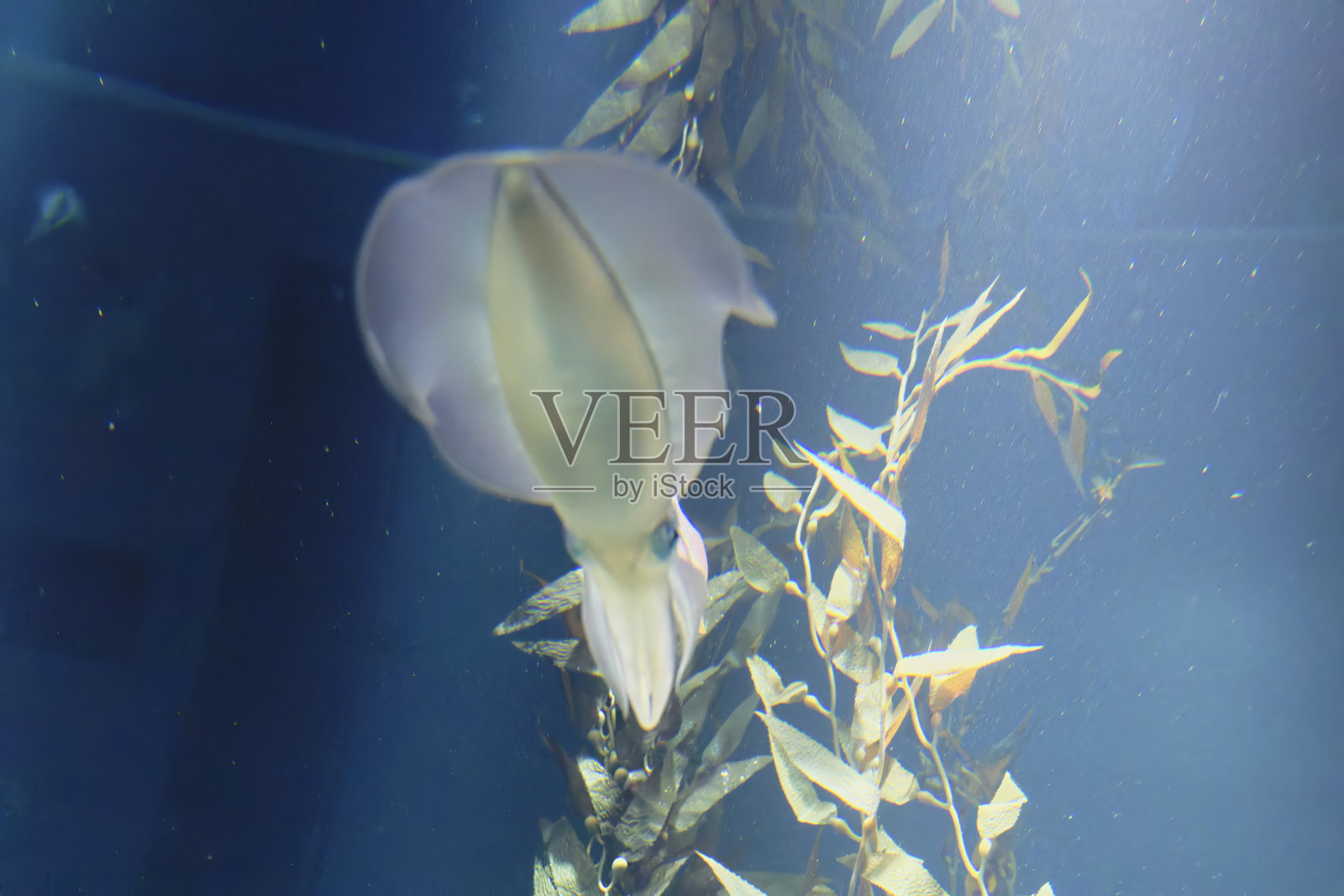 水下的大鳍礁鱿（Sepioteuthis lessoniana）照片摄影图片