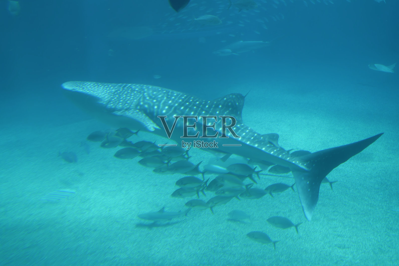 鲸鲨（Rhincodon typus）在水下照片摄影图片