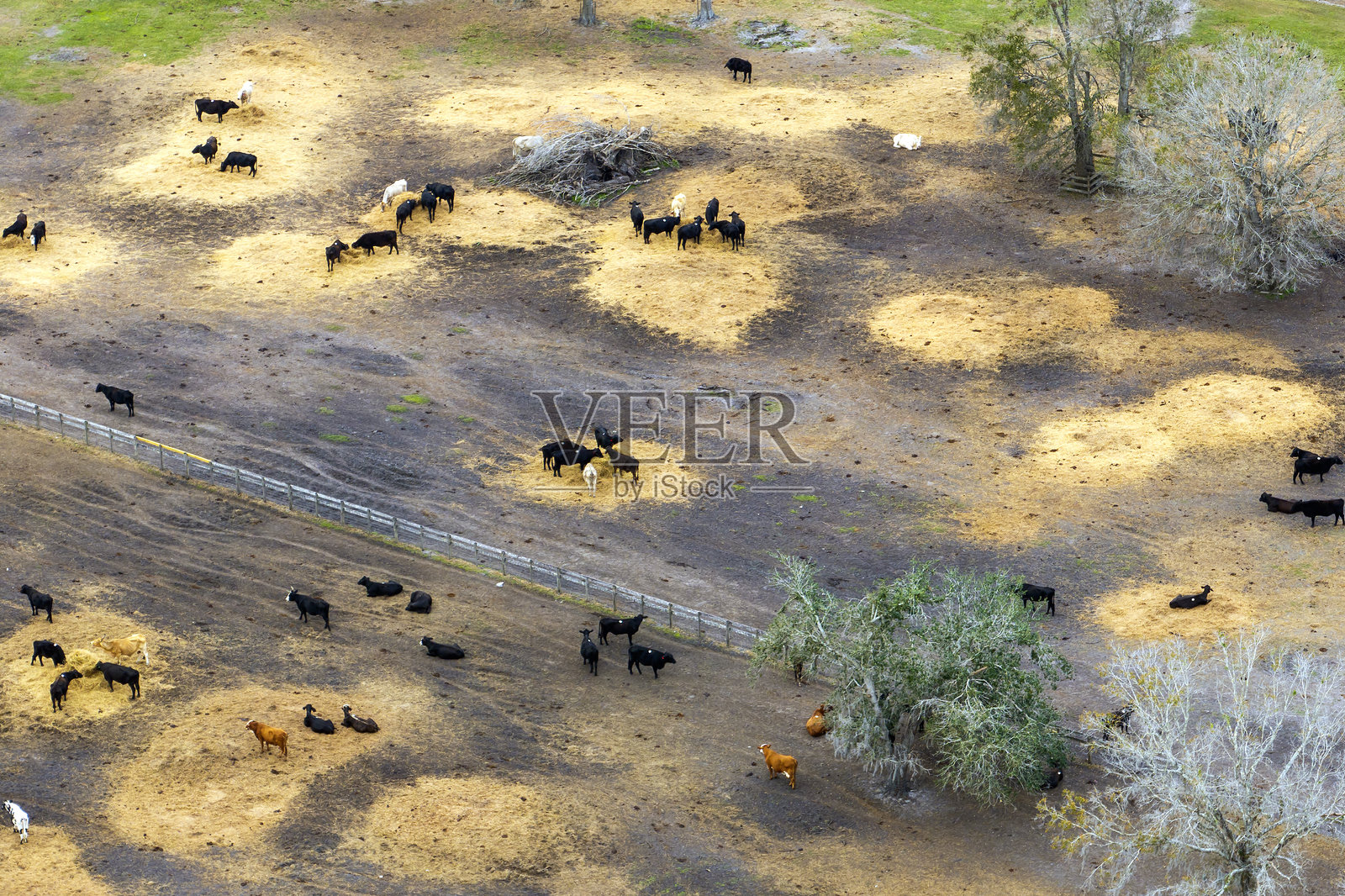佛罗里达乡村地区的牛只集散场，肉牛的饲养。在农场饲养场喂养牲畜。照片摄影图片