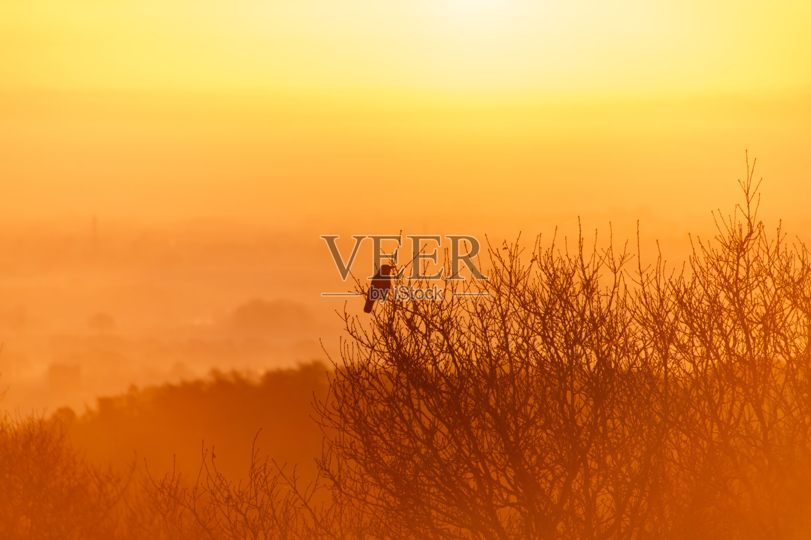 一只剪影乌鸦栖息在橡树枝头，背景是金色日出和朦胧的冬晨。照片摄影图片