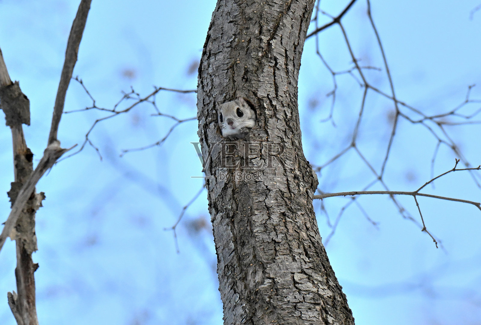 一只西伯利亚飞鼠在北海道的公园里白天从洞穴中探出头来。照片摄影图片