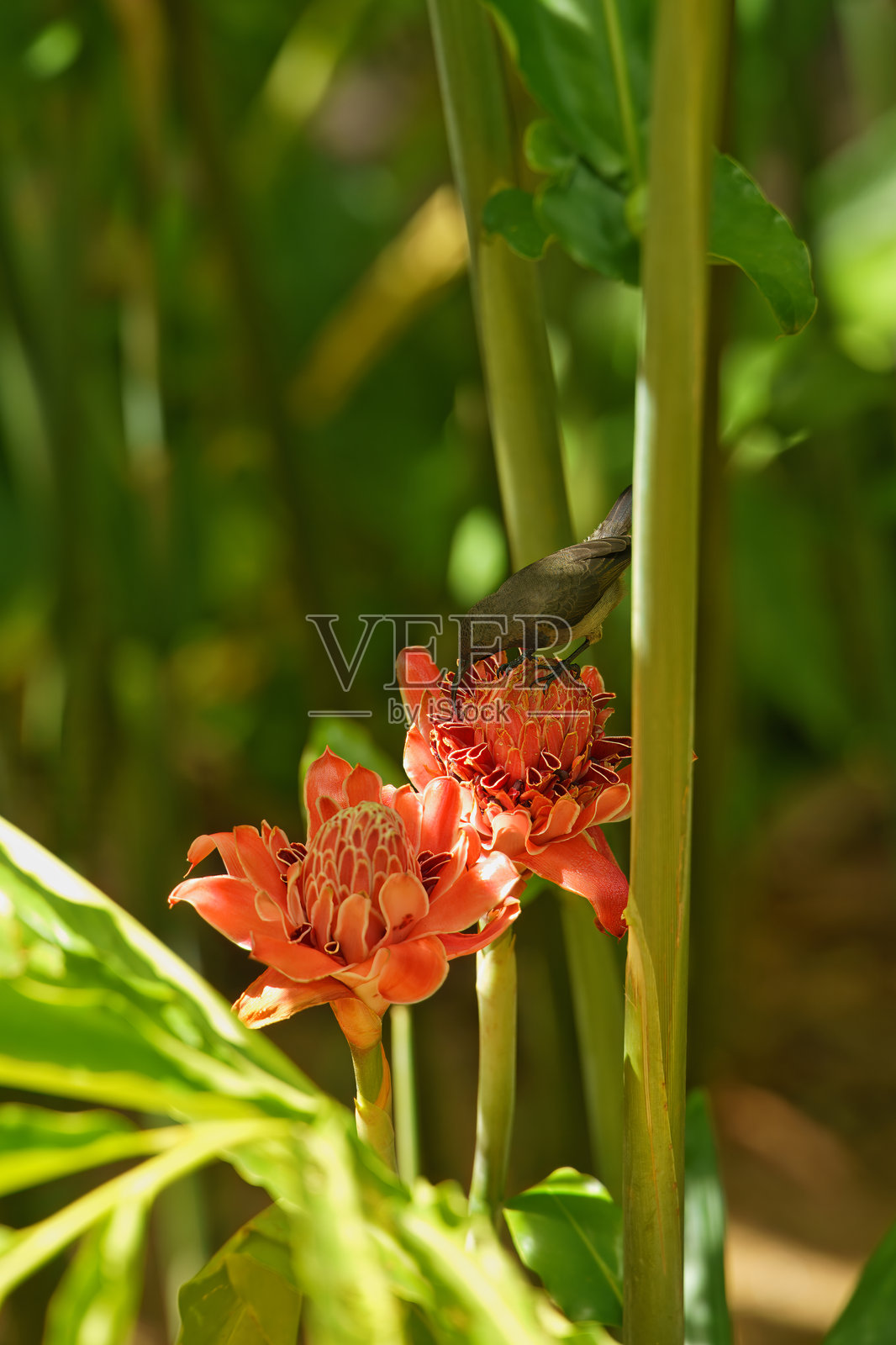 塞舌尔日雀，栉羽蜂鸟在火炬姜花上，瓷花在异国情调的花园中。照片摄影图片