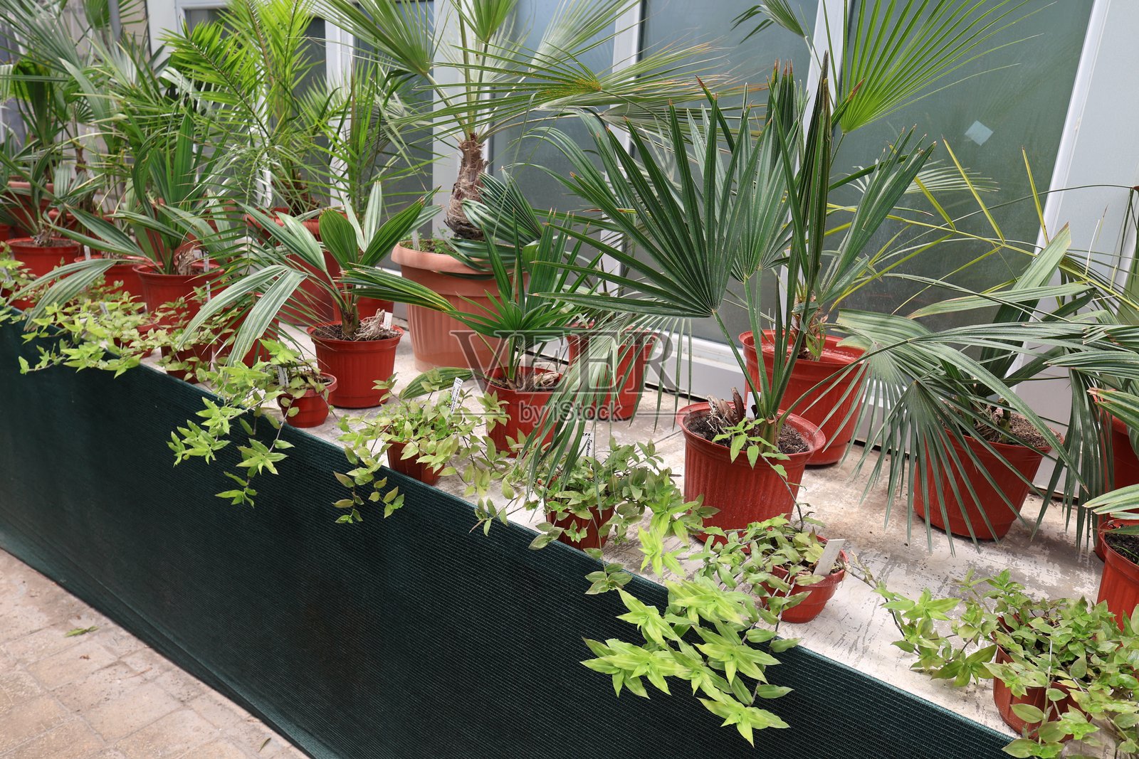 室内温室与盆栽室内植物照片摄影图片