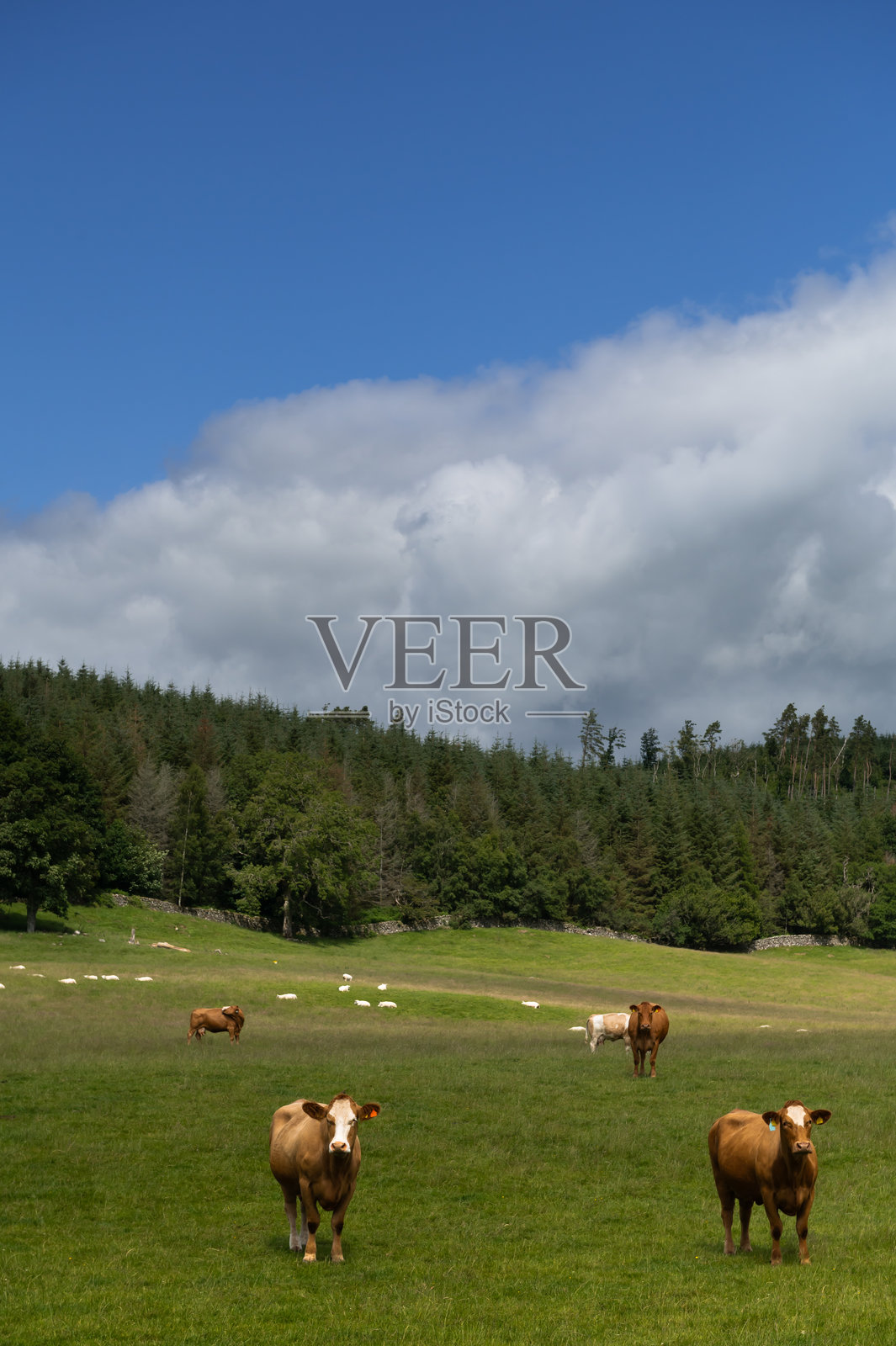 苏格兰田野中的一小群肉牛照片摄影图片