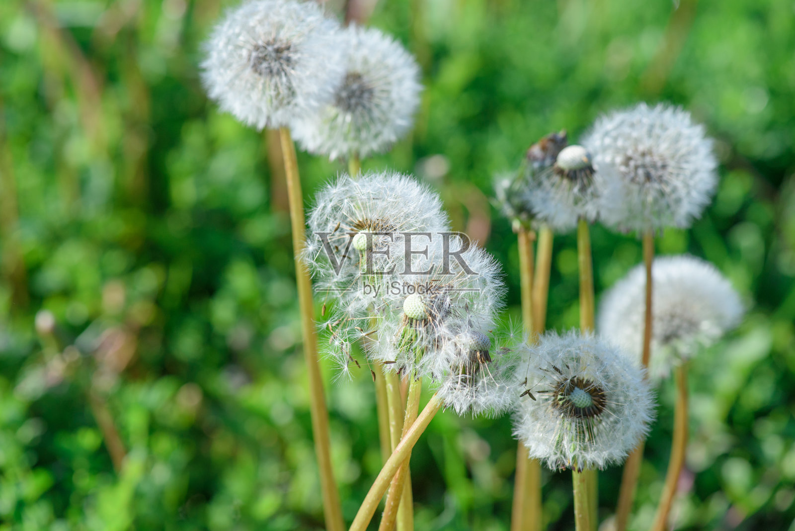 蒲公英种子头照片摄影图片
