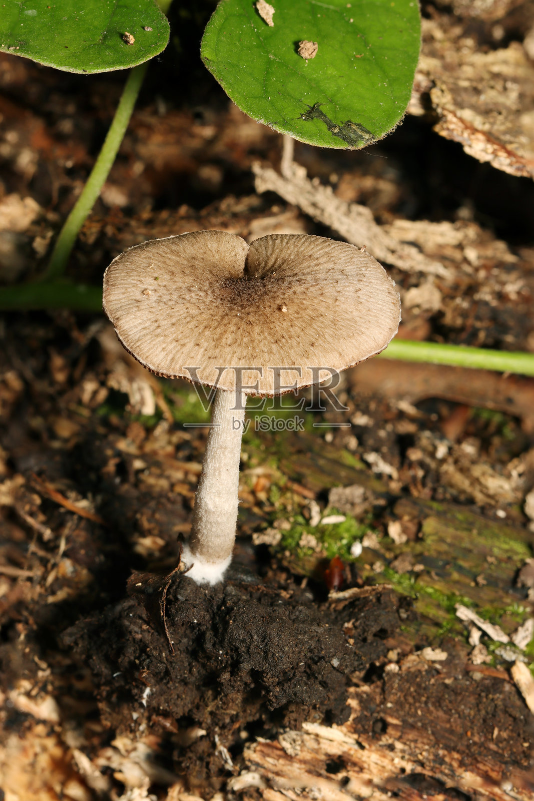 米色的日本灰色立枯菌属蘑菇（真菌，微生物学特写宏观摄影）照片摄影图片