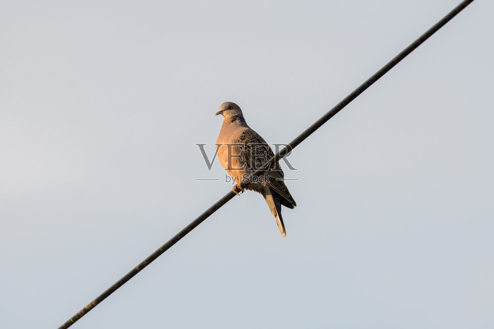 一只鸽子栖息在电线上。照片摄影图片