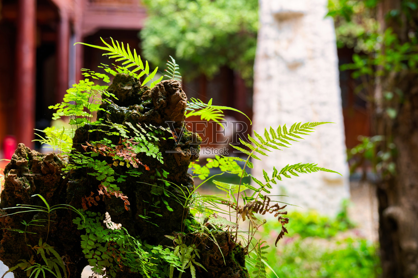 茂盛的蕨类植物生长在古老的树干上照片摄影图片