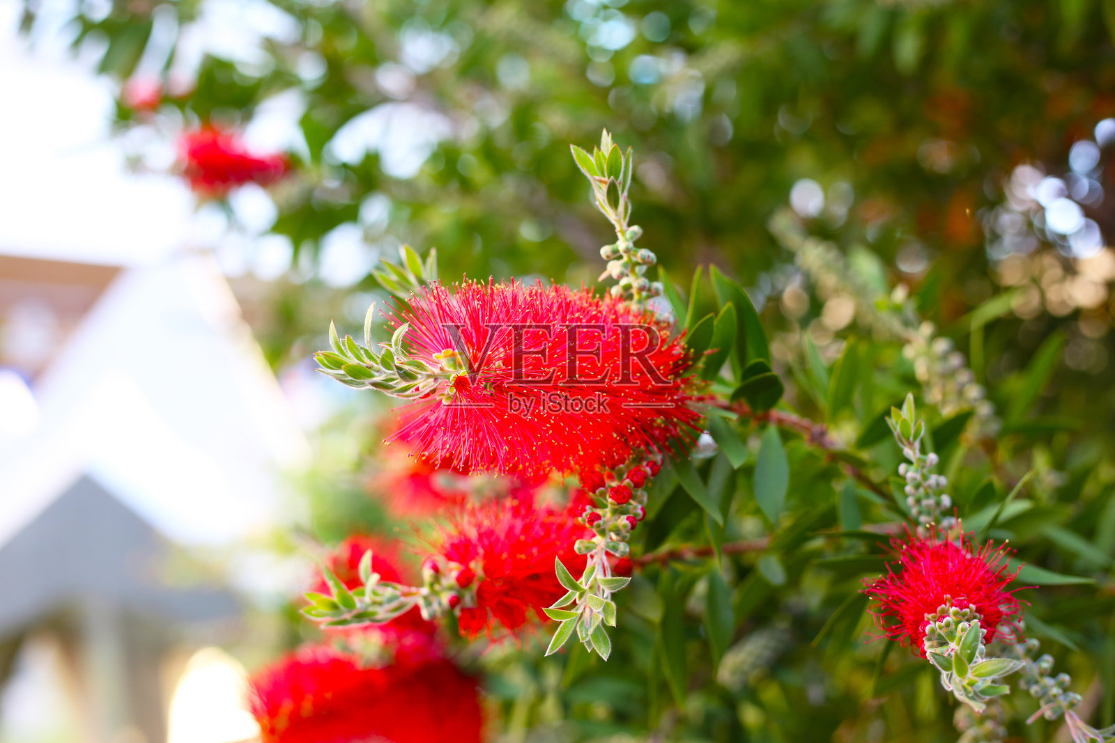 瓶刷树的红花照片摄影图片
