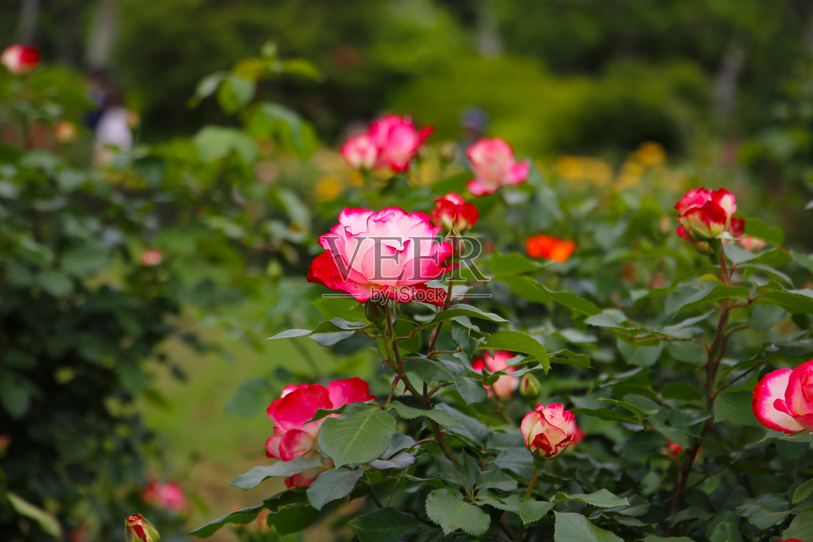 日本玫瑰园盛开的美丽玫瑰。照片摄影图片