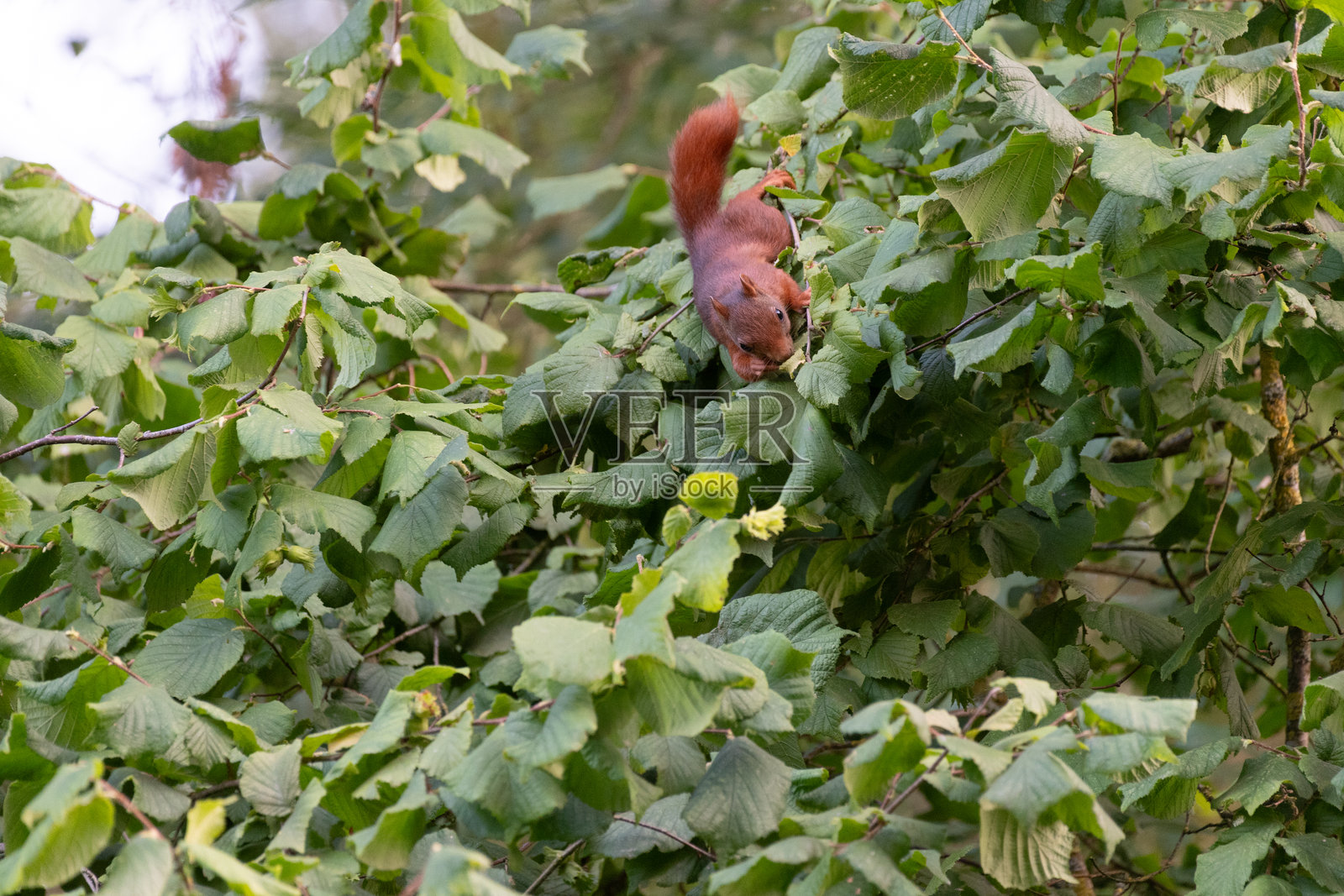 小松鼠在树上照片摄影图片