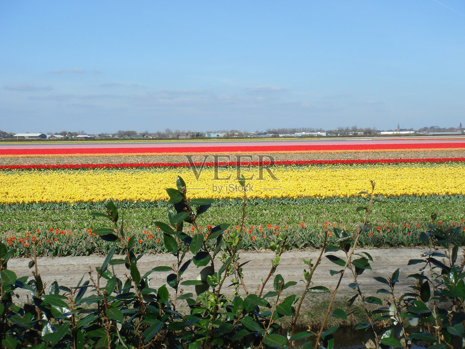 春天的五彩郁金香田照片摄影图片