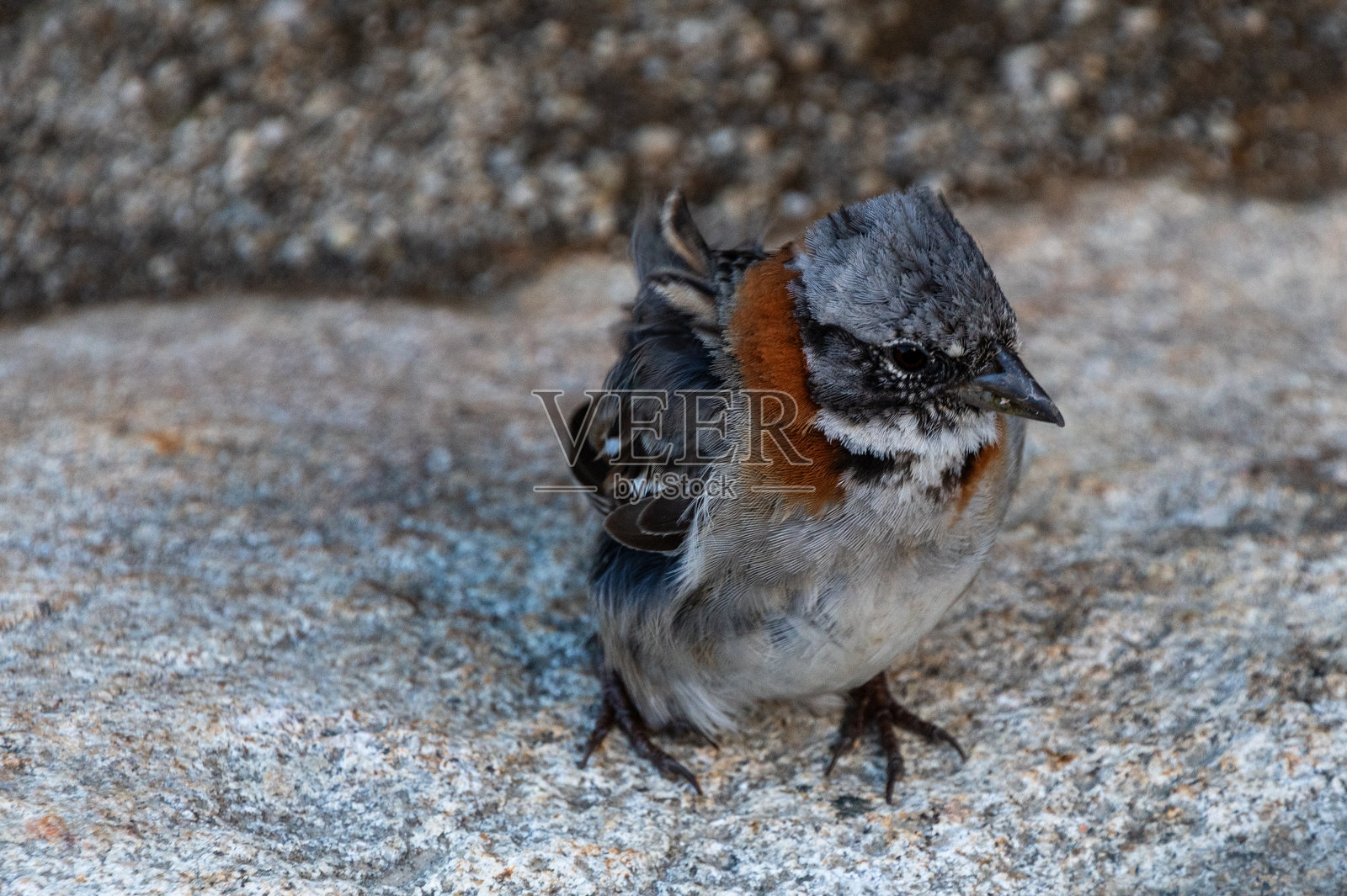 在托雷斯德尔潘恩国家公园徒步W小径照片摄影图片