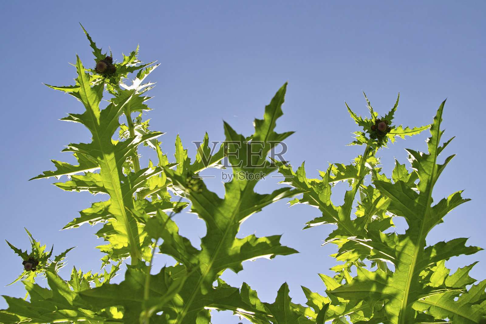 蓟照片摄影图片