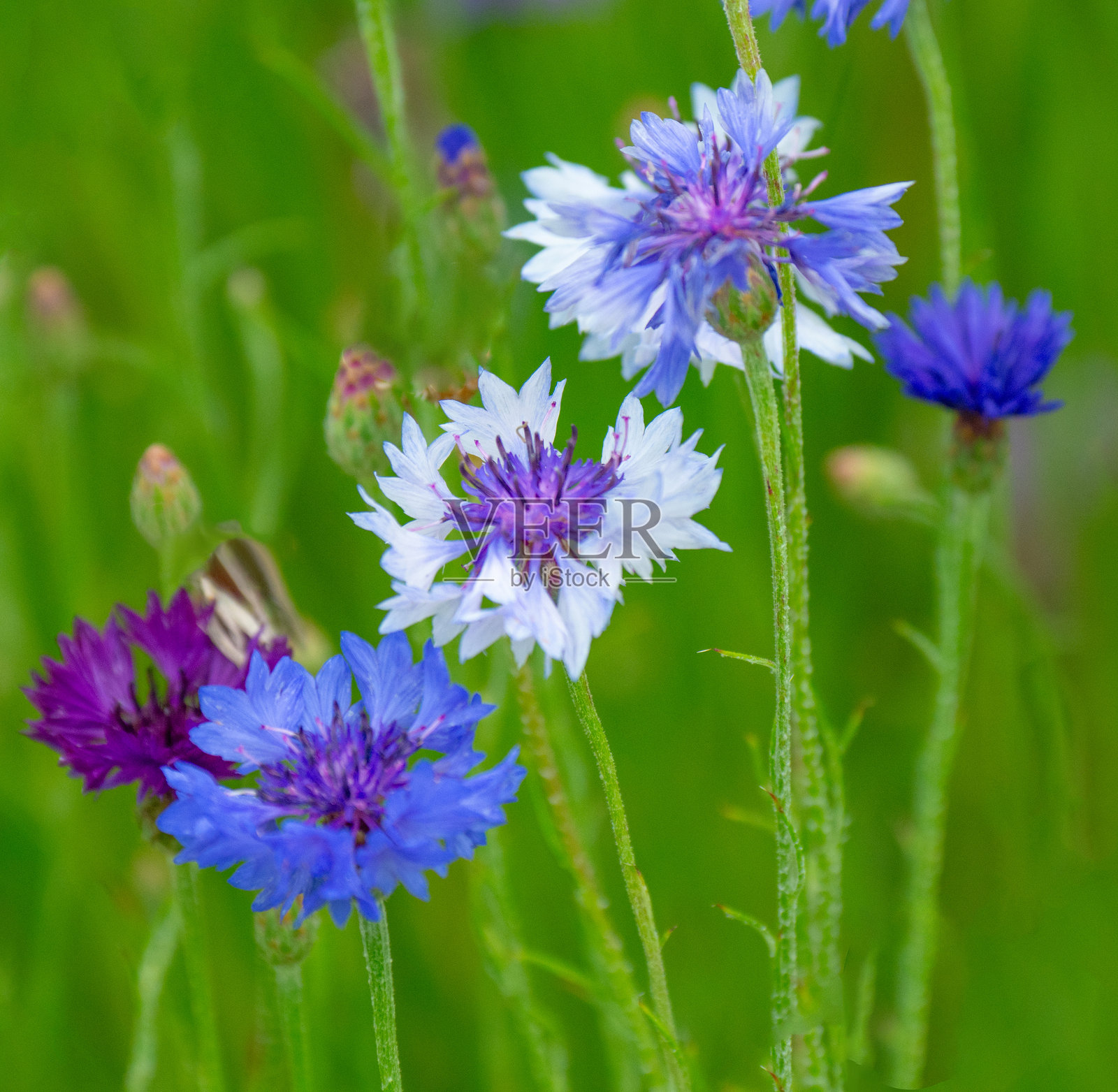 野花 - 矢车菊 - 学士按钮 - 印第安纳州霍华德县照片摄影图片