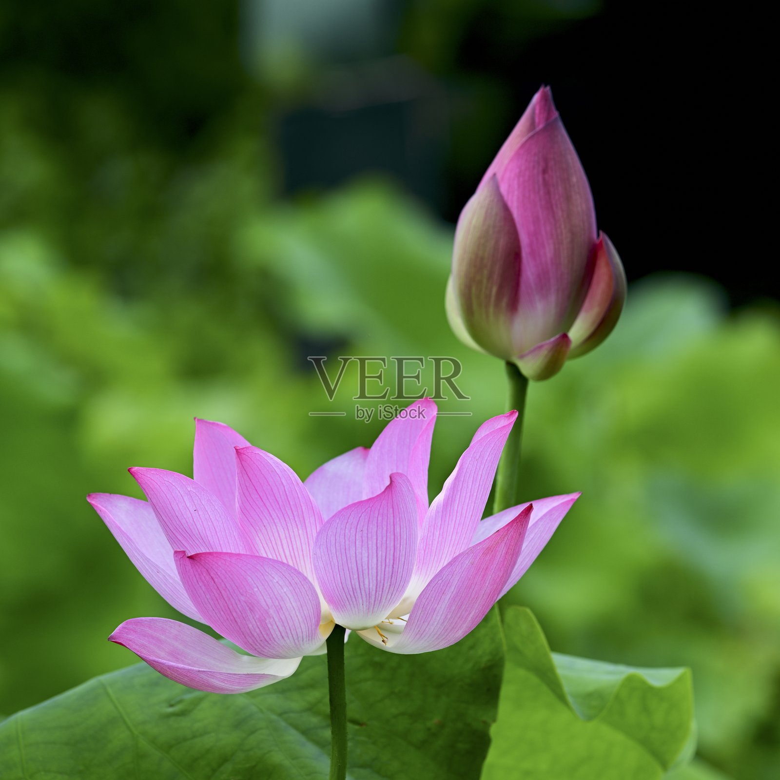 莲花和叶子照片摄影图片