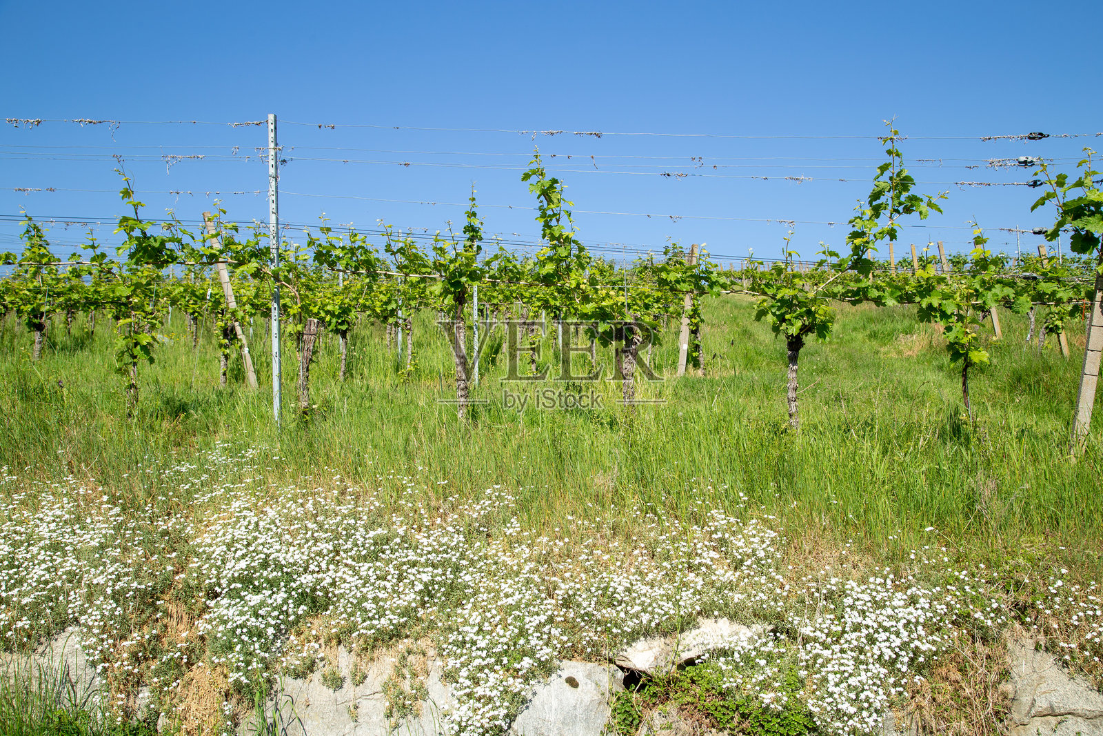德国春季的葡萄园照片摄影图片