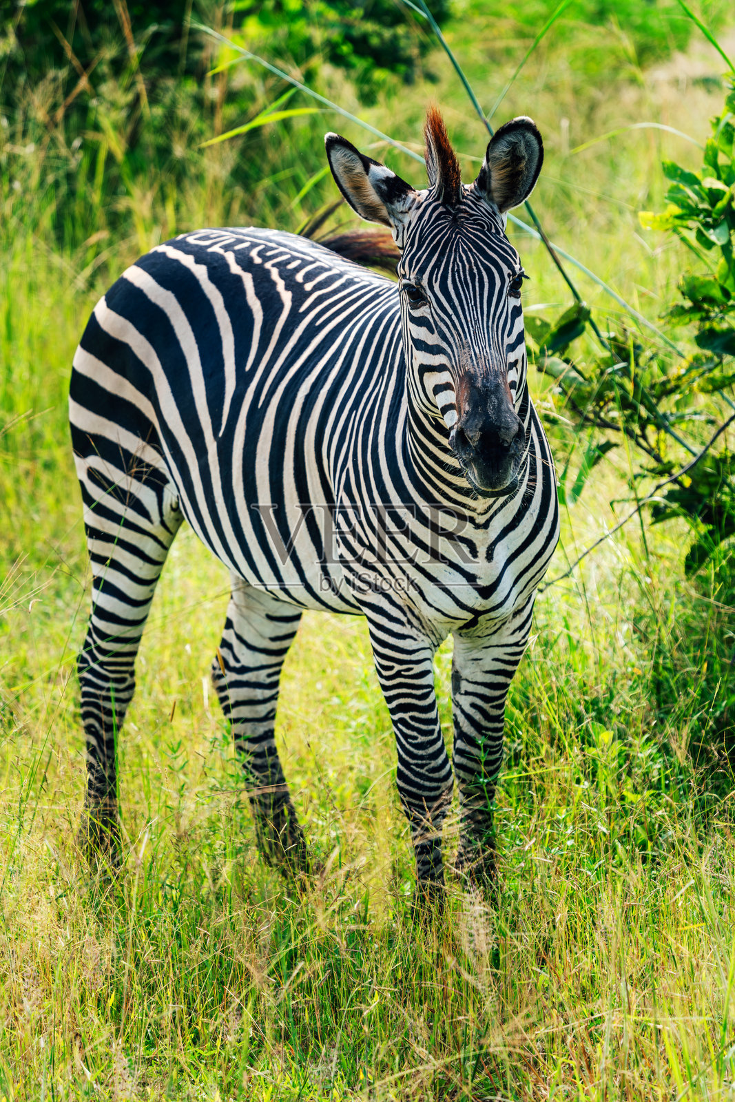 白天在非洲草原上吃草的斑马照片摄影图片