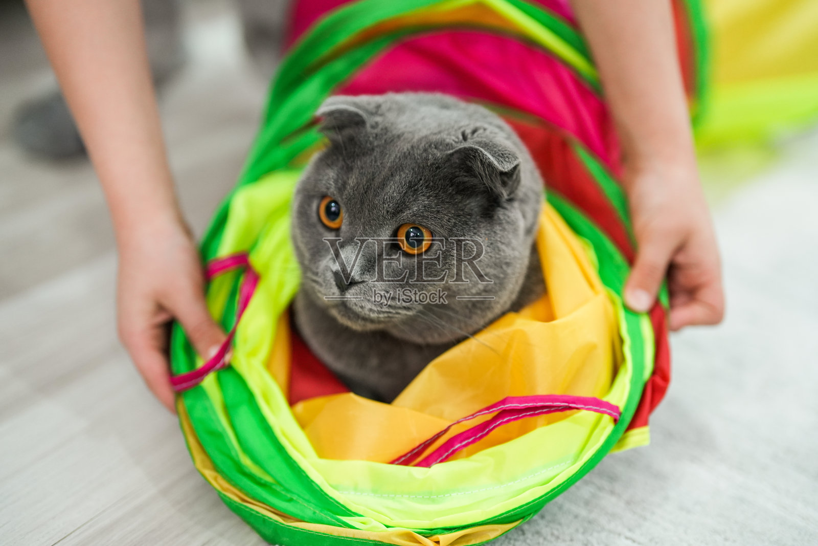 苏格兰折耳猫在家里玩它的玩具。照片摄影图片