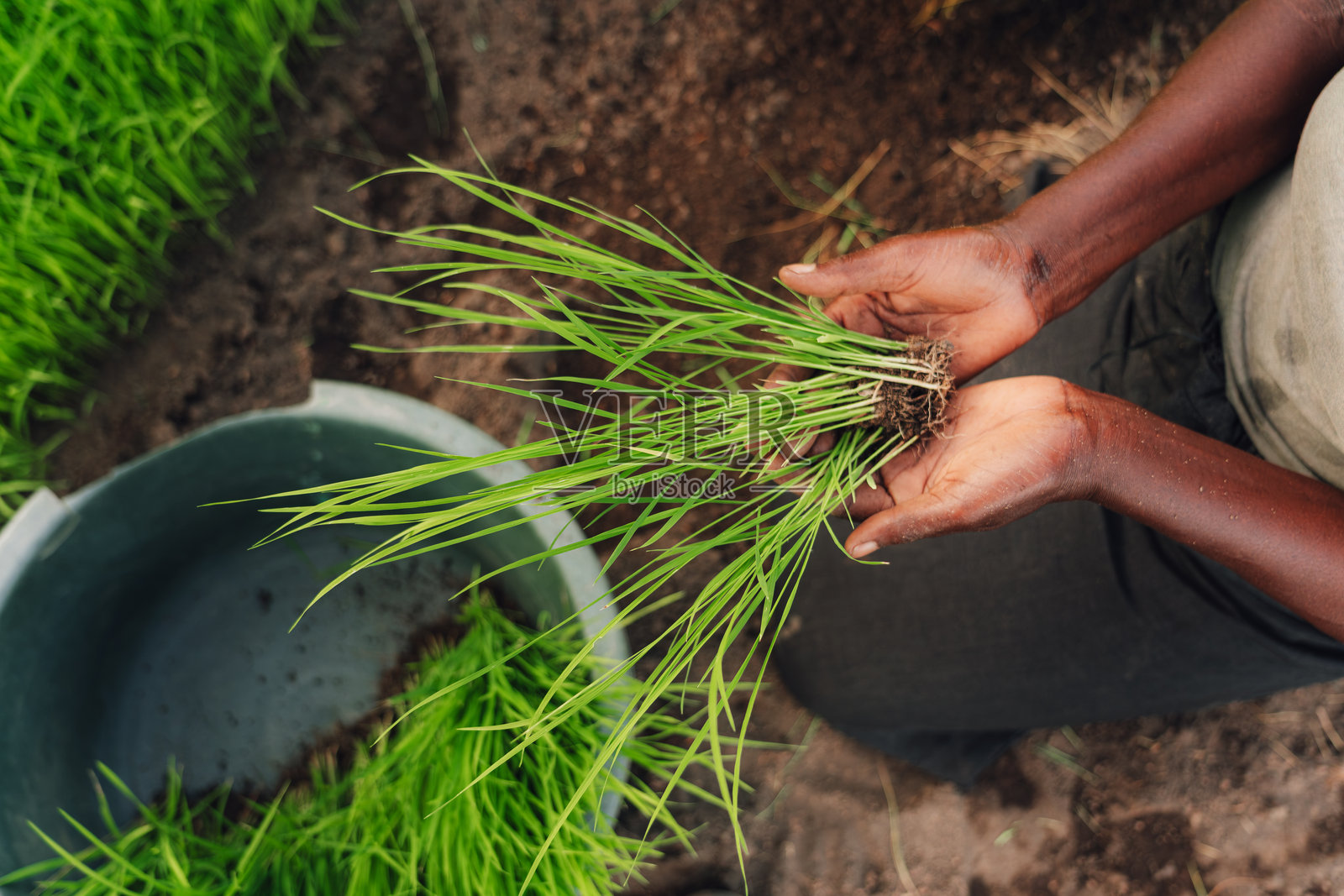 手握绿色水稻幼苗，准备在非洲进行农业种植照片摄影图片