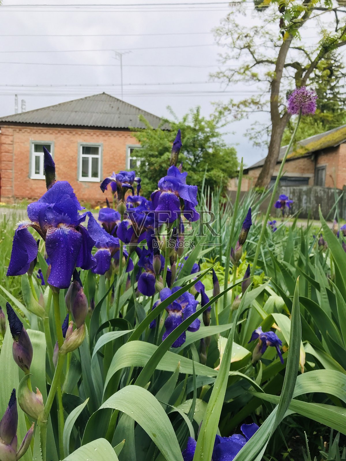 紫色鸢尾花在乡村花园中盛开照片摄影图片
