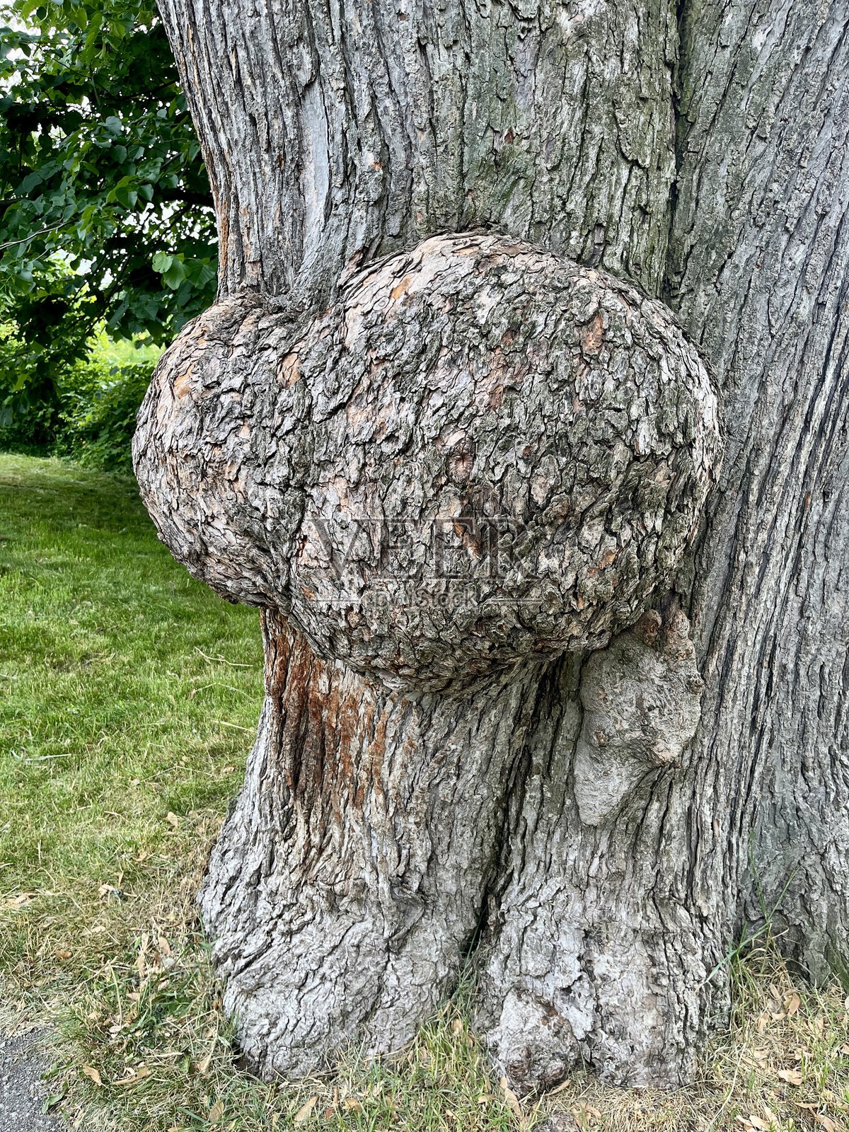 树干照片摄影图片