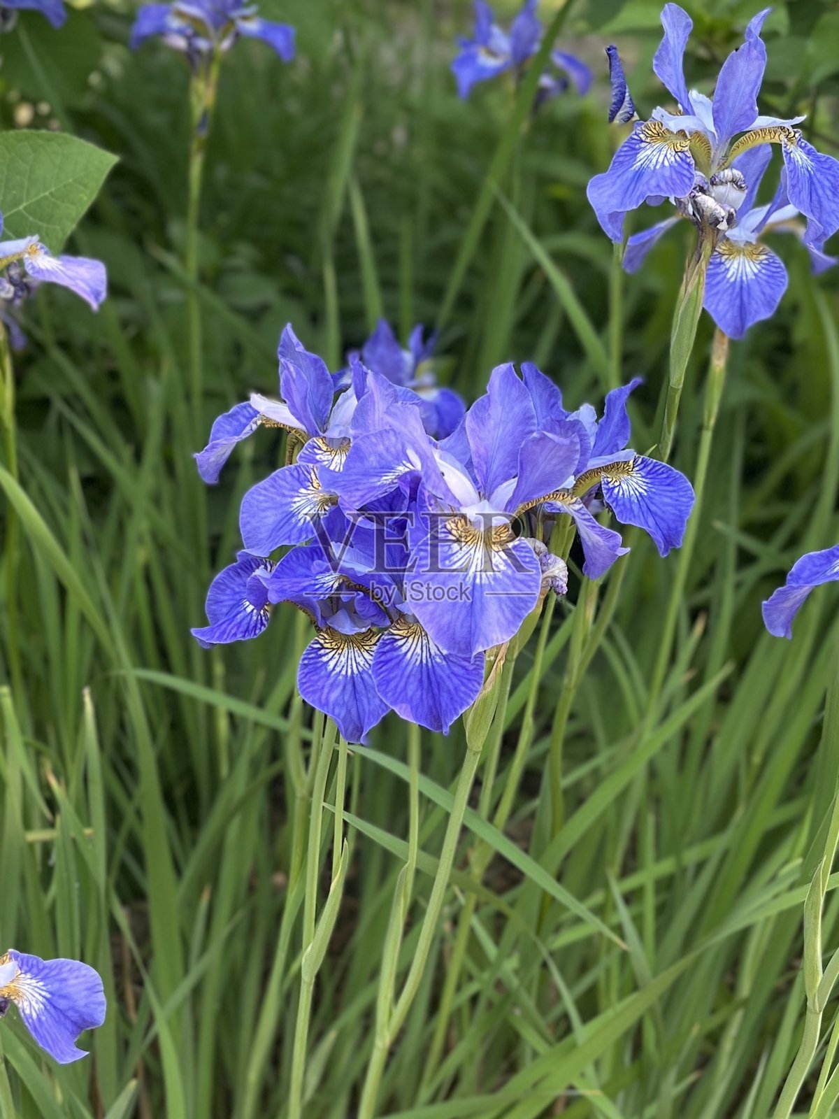 鸢尾花照片摄影图片