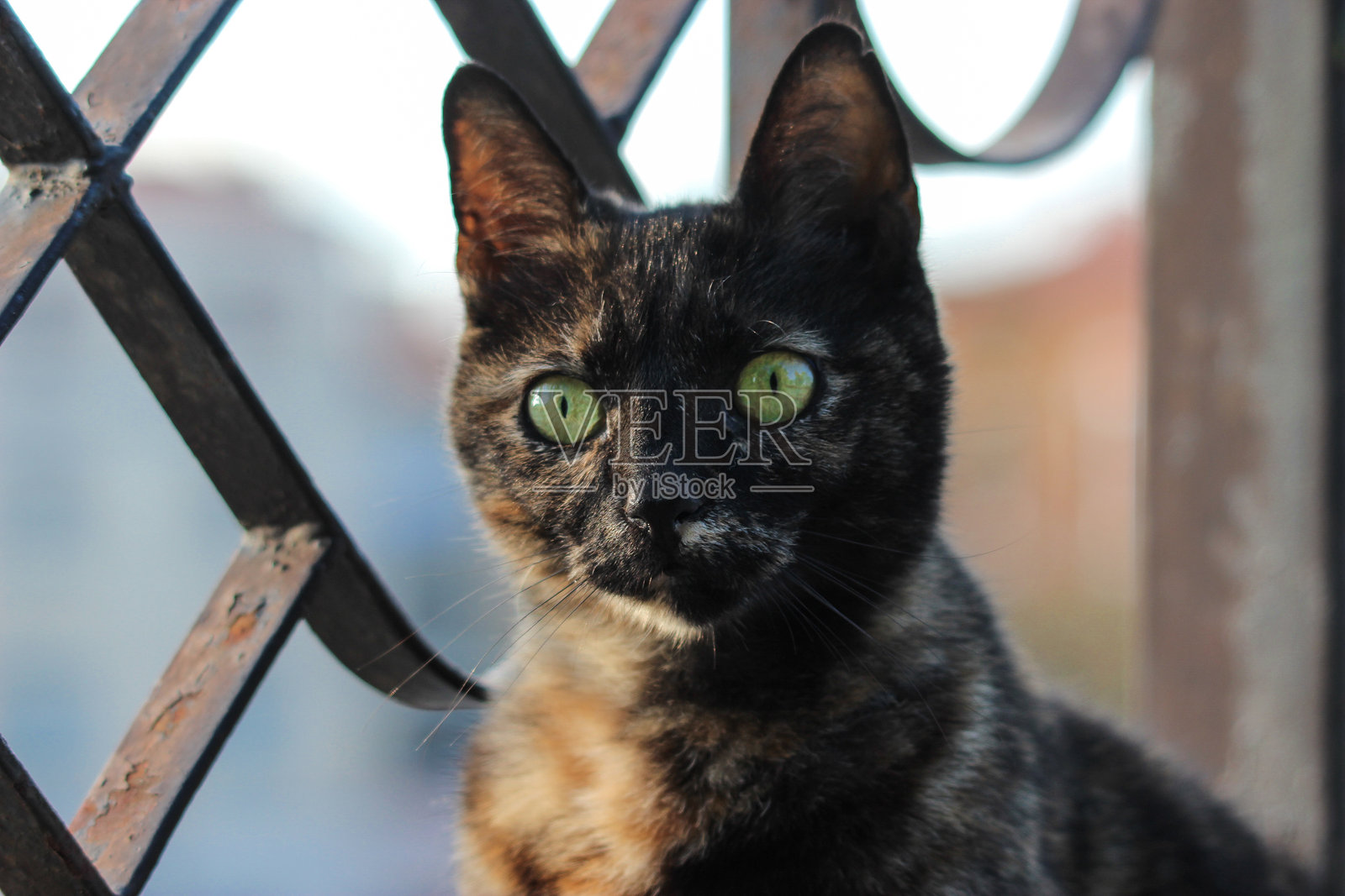 好奇的小猫在栅栏旁照片摄影图片