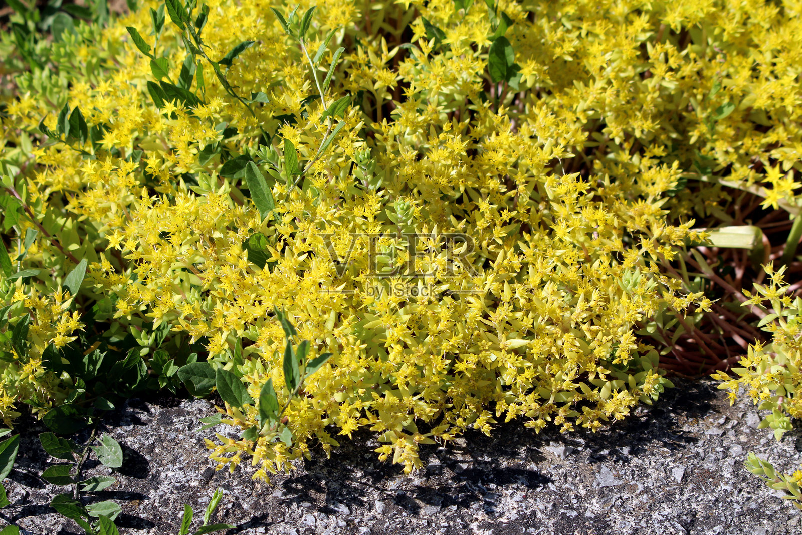 金苔石莲，黄星花在岩石上盛开照片摄影图片