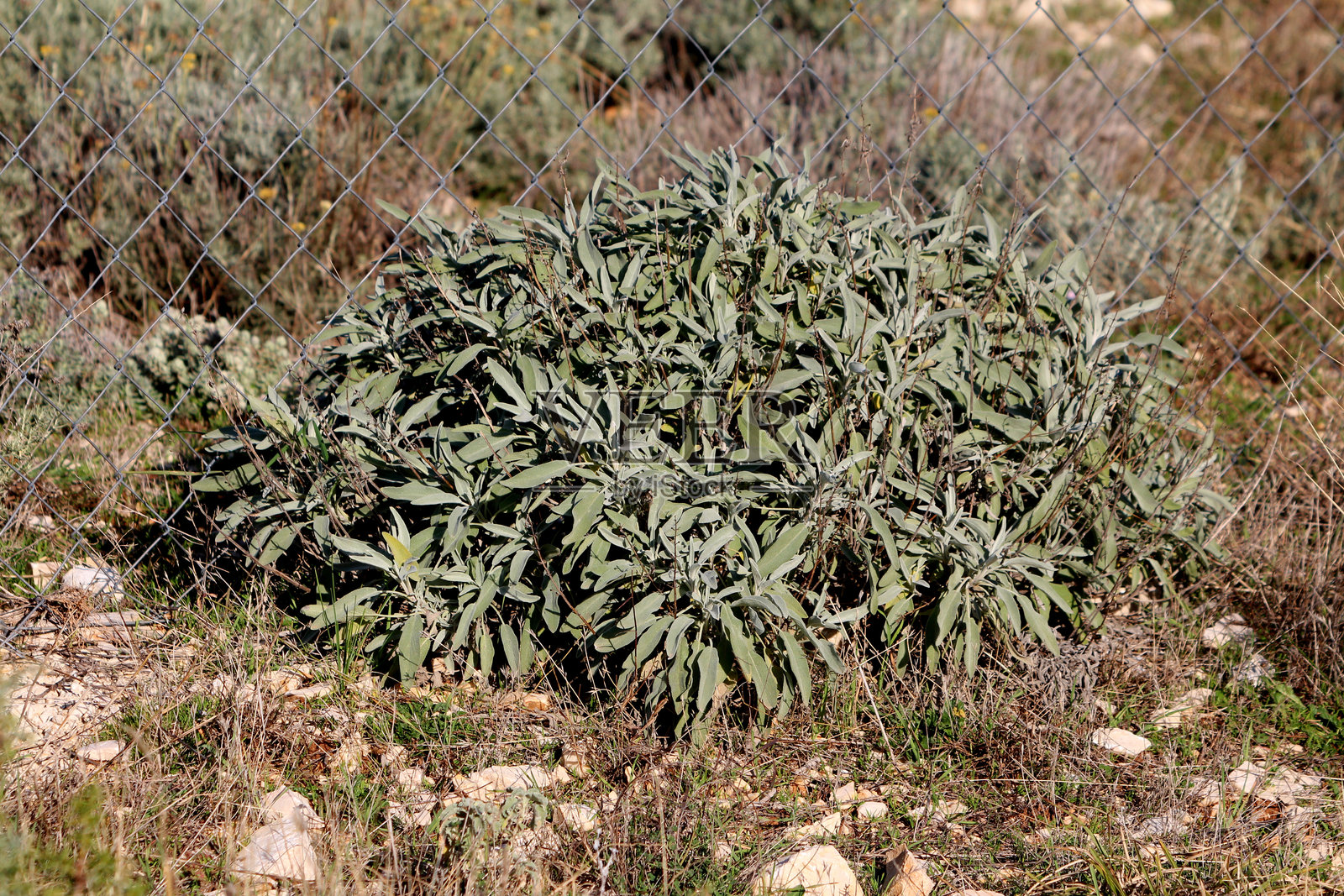 常见的鼠尾草（Salvia officinalis）灌木，银色叶子靠近围栏。照片摄影图片