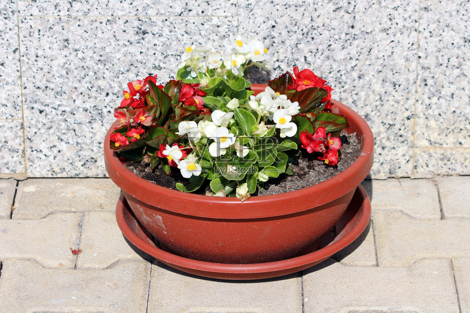 红白花的蜡秋海棠（Begonia semperflorens）盆栽照片摄影图片