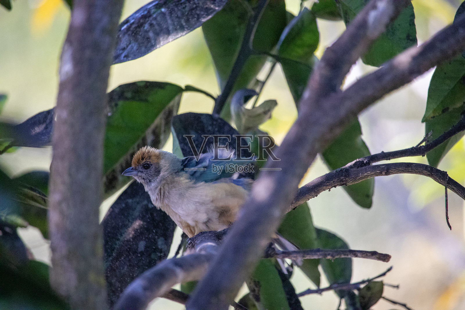 唐加拉雀照片摄影图片