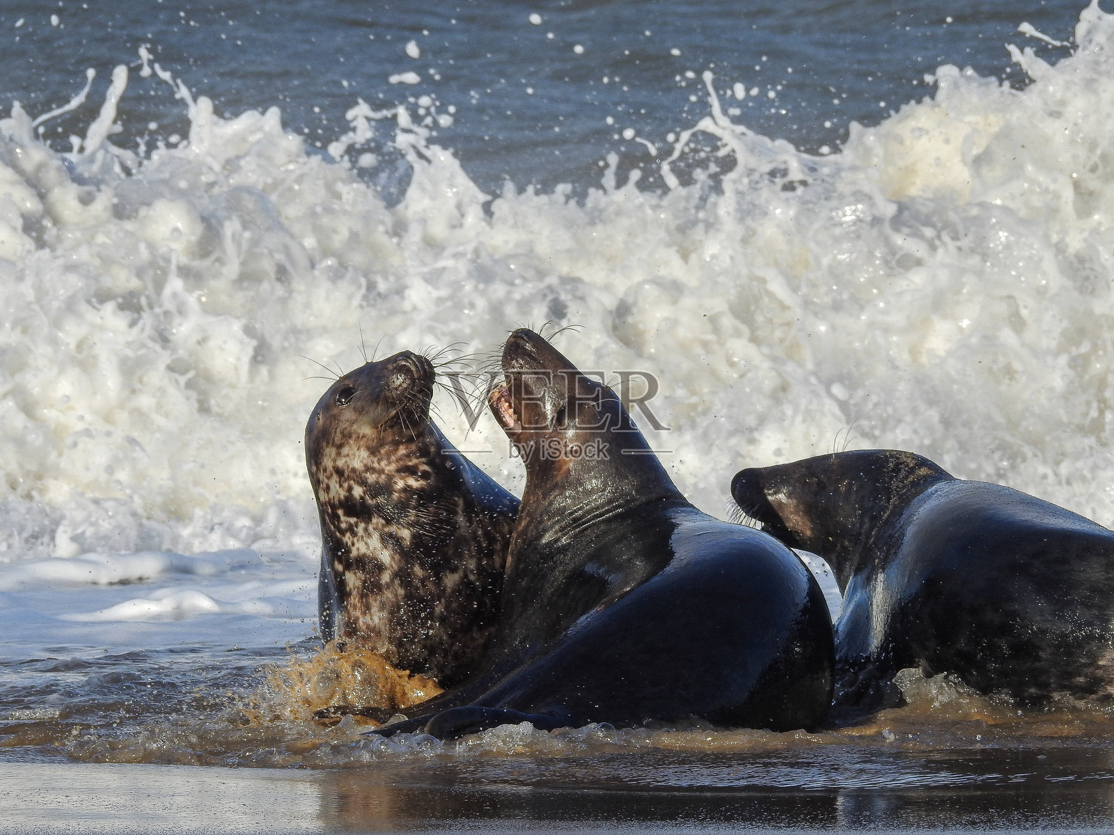 灰海豹在海浪中打斗照片摄影图片