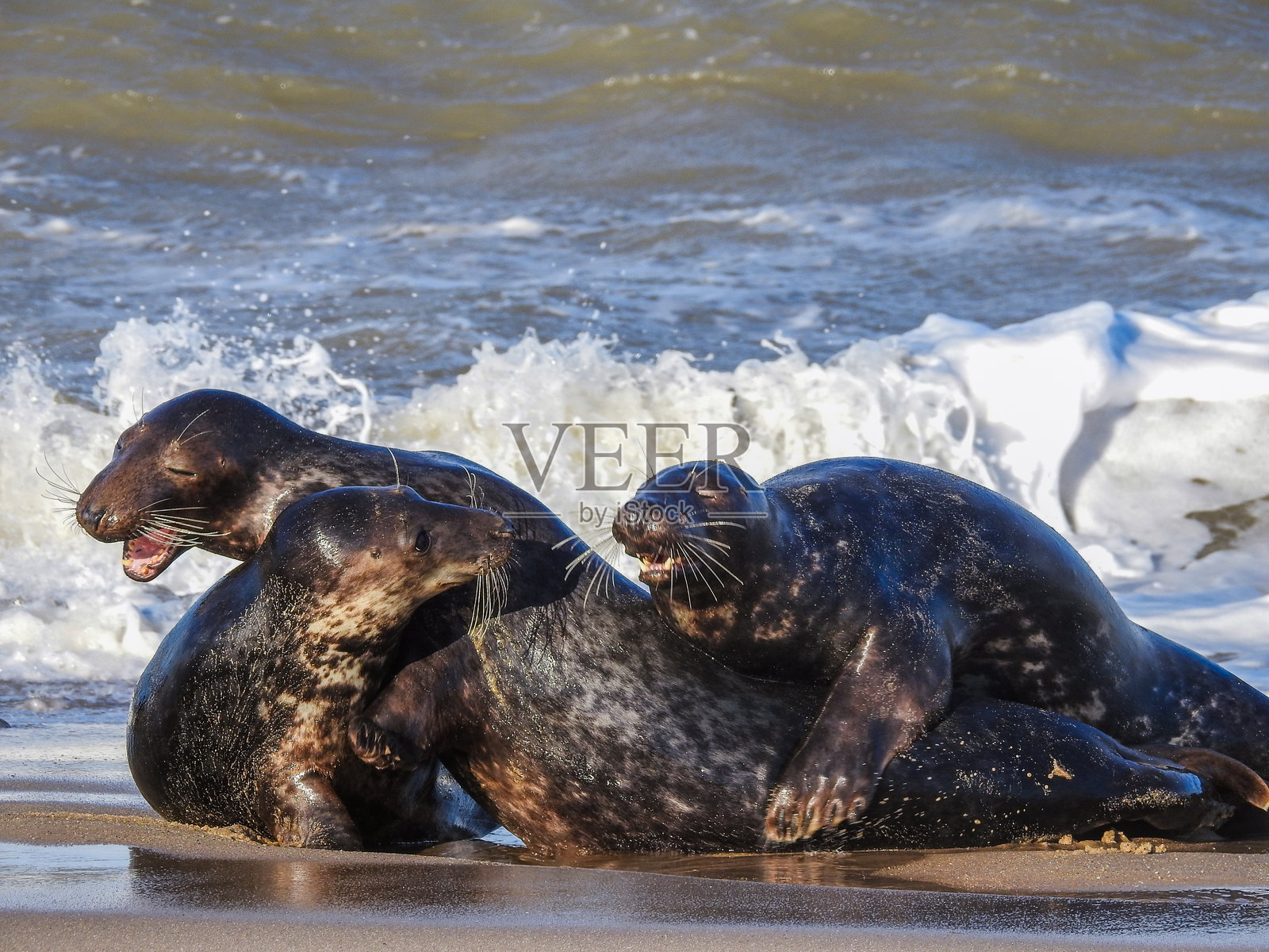 灰海豹在海浪中搏斗照片摄影图片