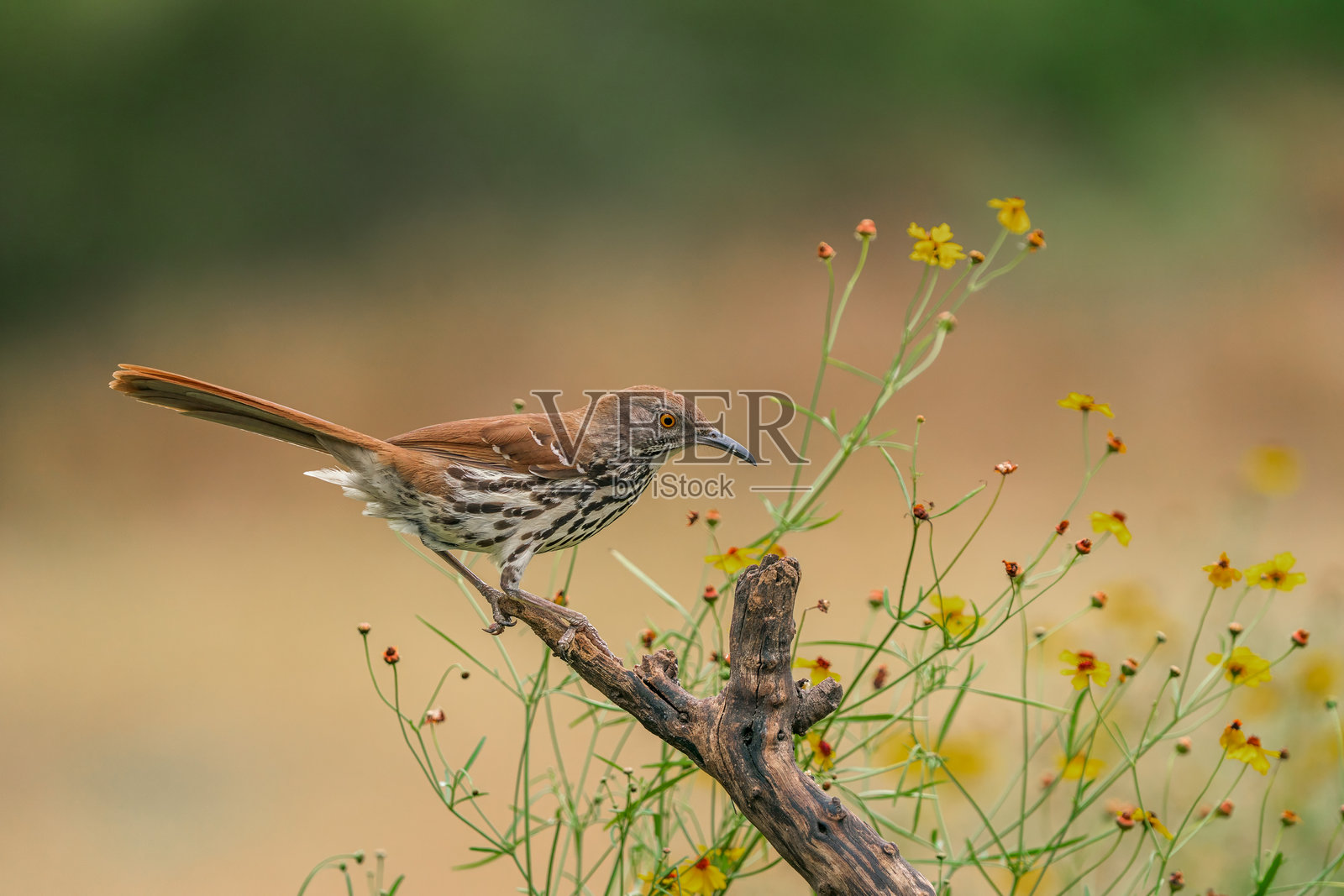 长嘴叨叨鸟 (Toxostoma longirostre)照片摄影图片