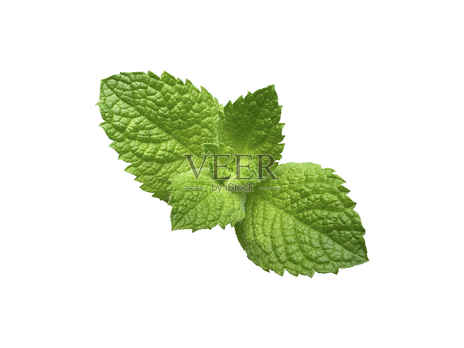 新鲜薄荷叶，剪切出来照片摄影图片