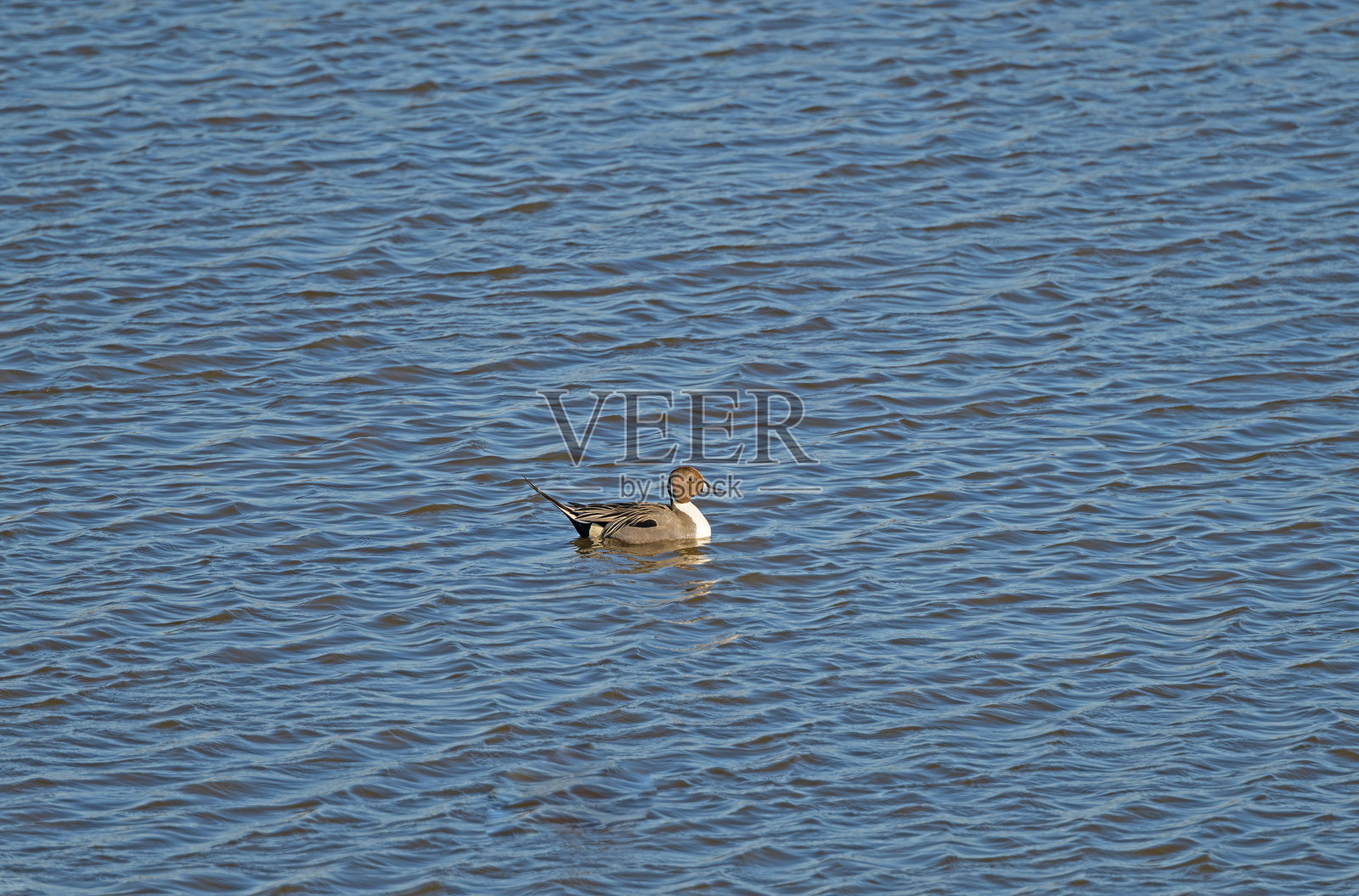 湿地池塘中的北方针尾鸭照片摄影图片