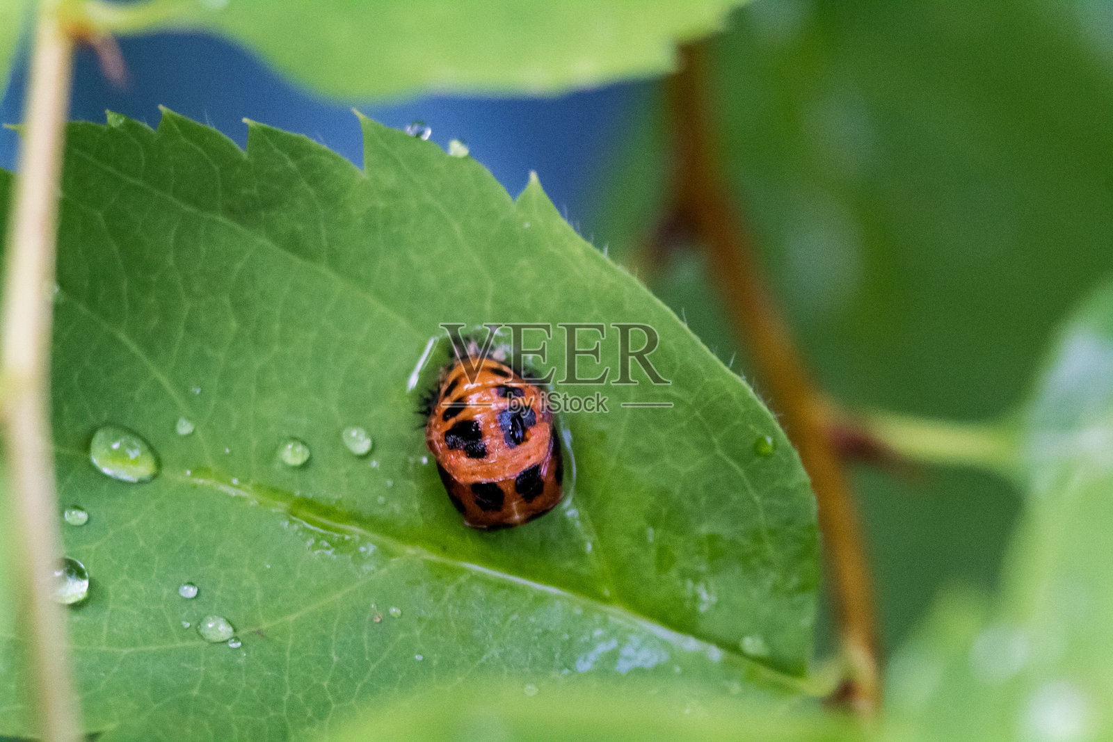 瓢虫幼虫在叶子上照片摄影图片
