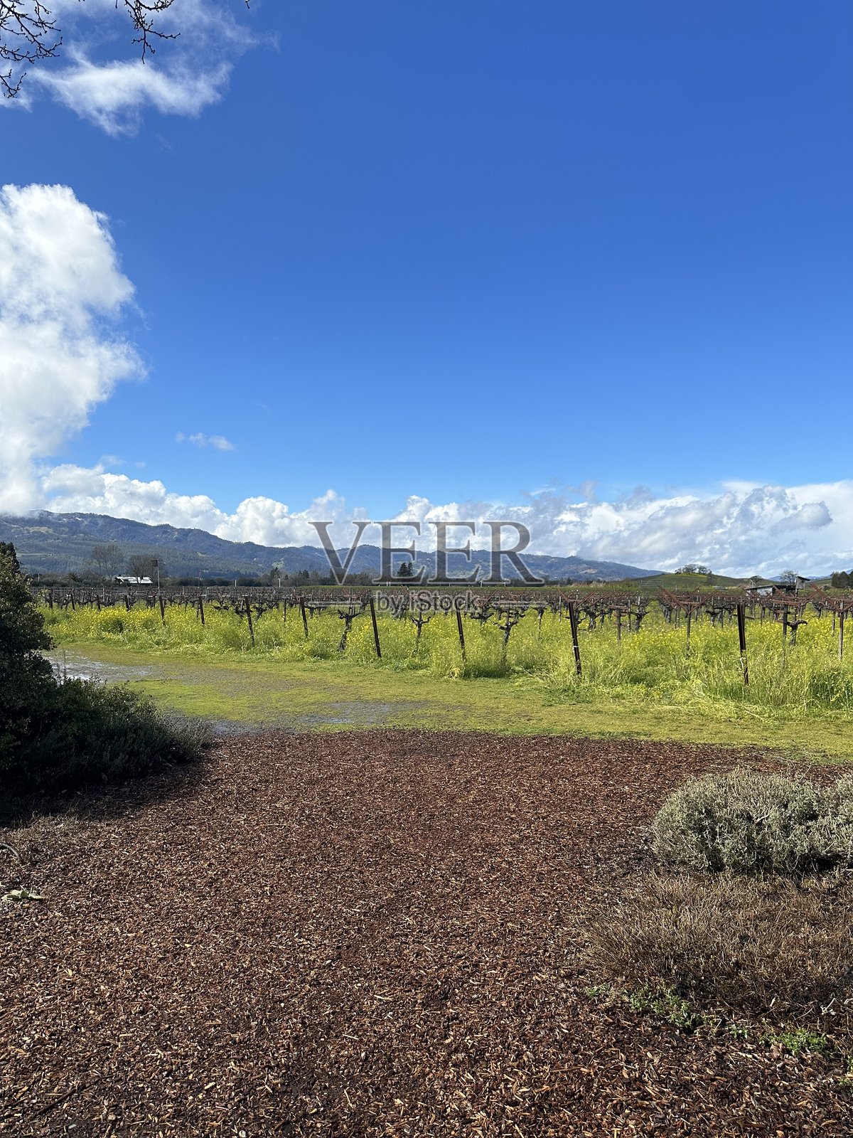 阳光洒在葡萄藤上：圣海伦娜的春晨照片摄影图片