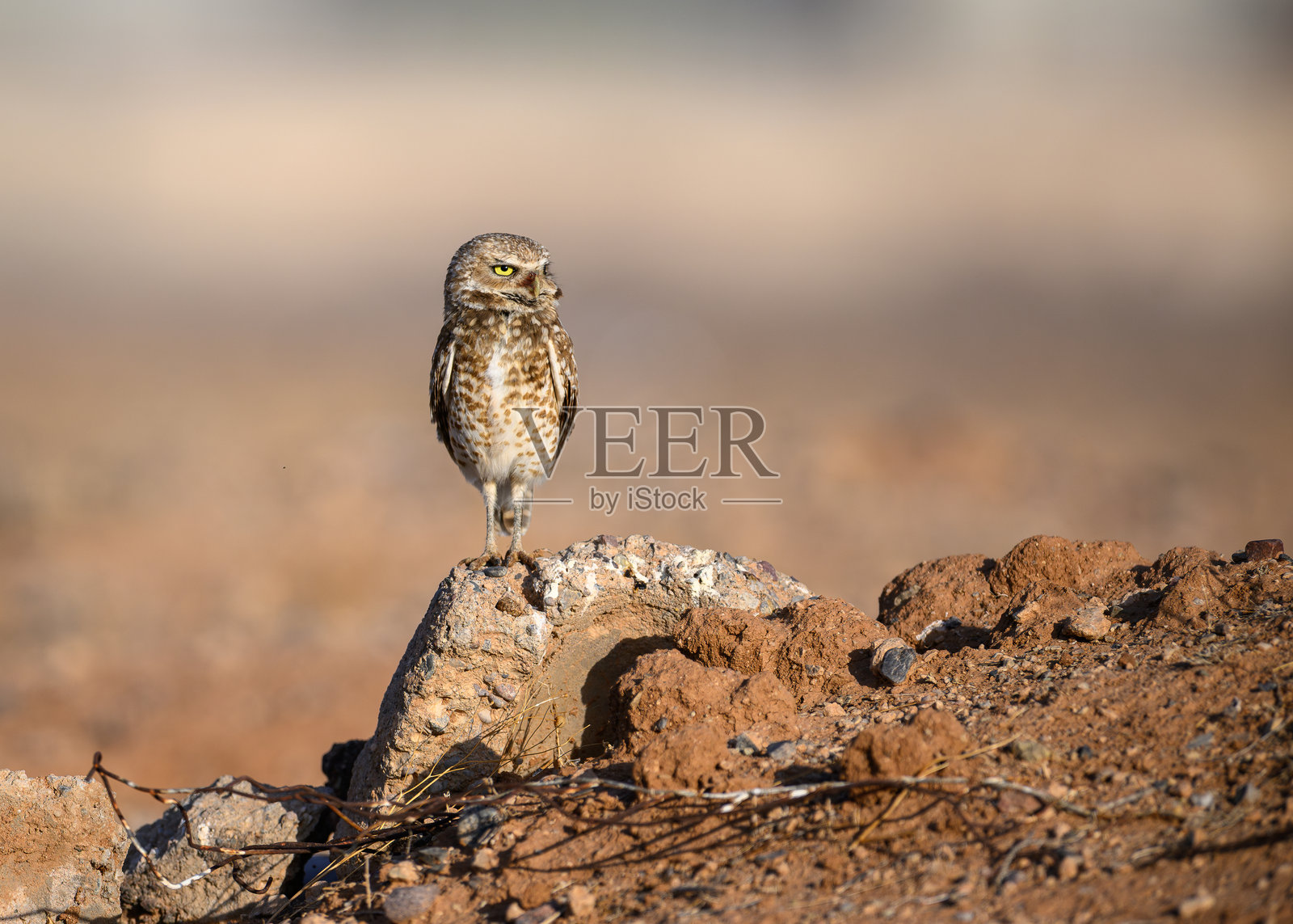 洞鹰照片摄影图片