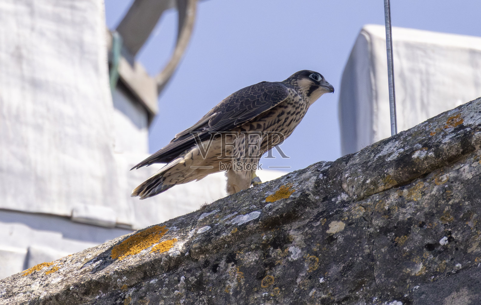 游隼照片摄影图片