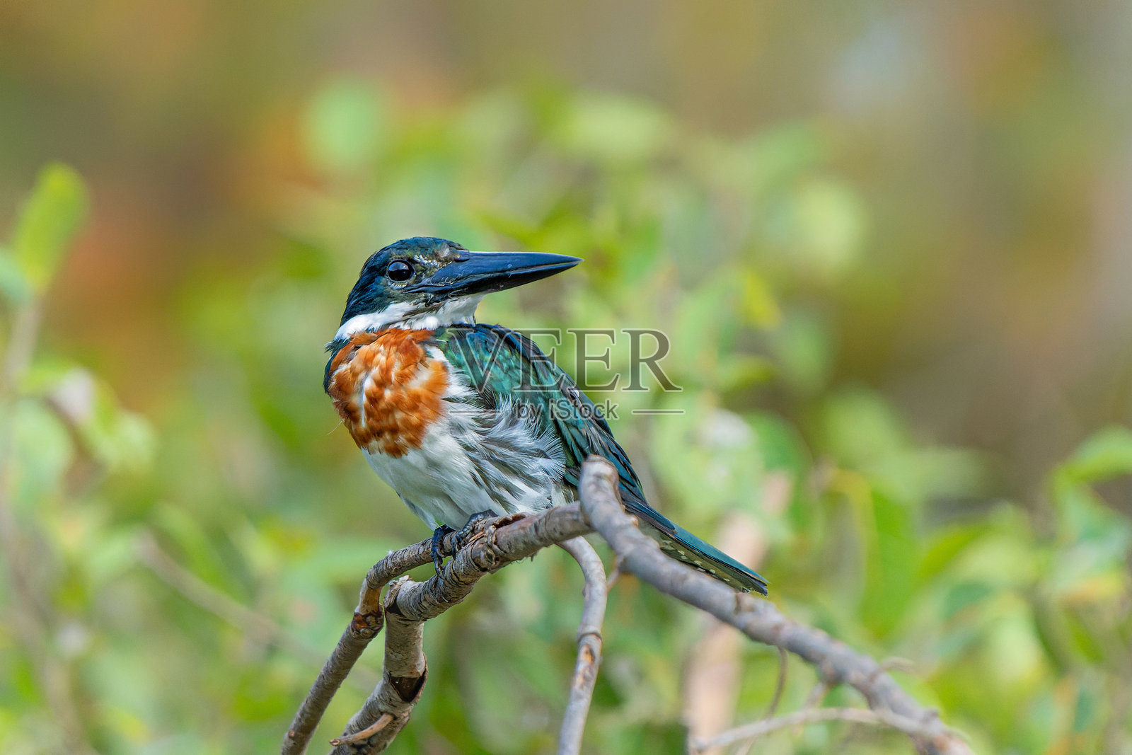 巴西北潘塔纳尔湿地的亚马逊翠鸟照片摄影图片