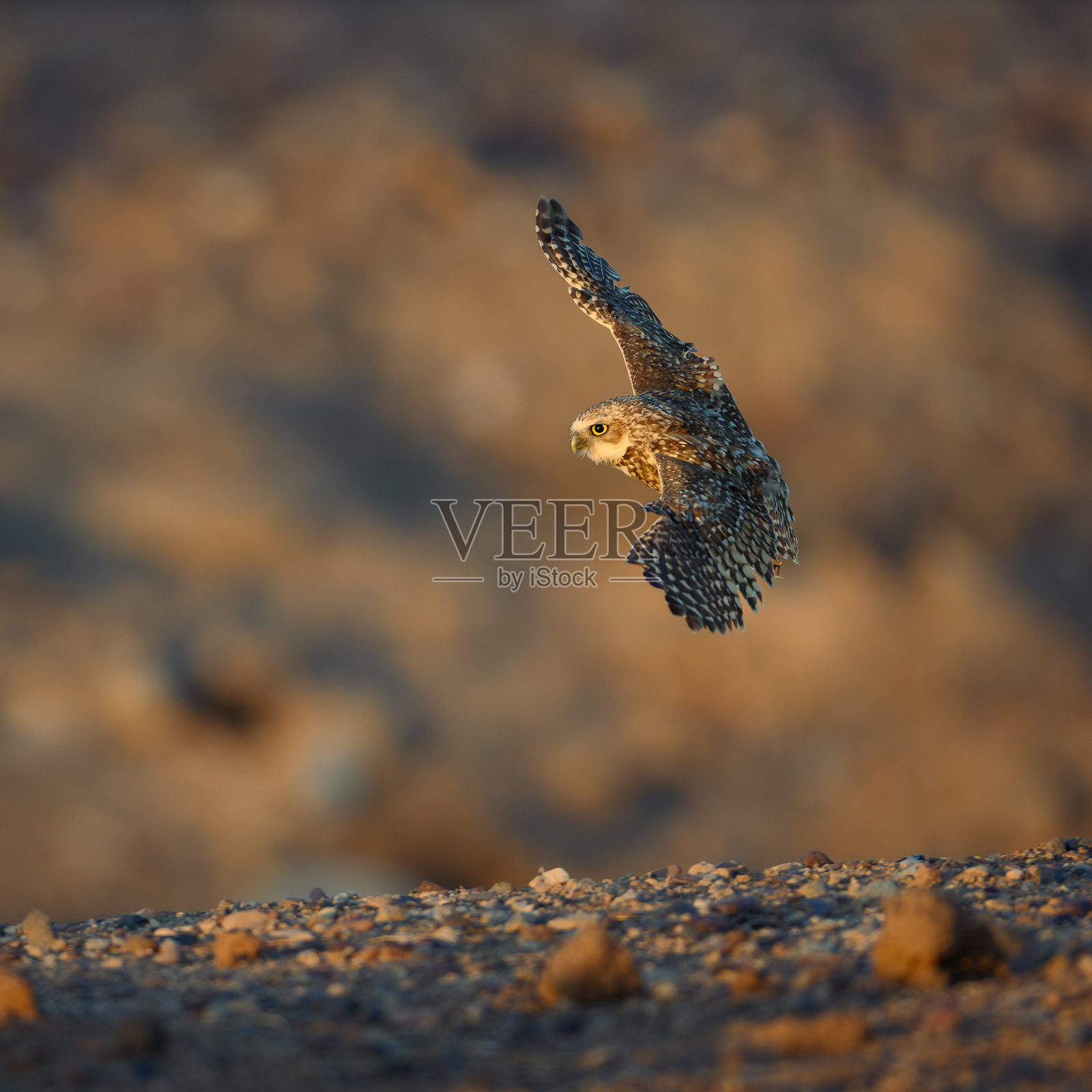 洞穴猫头鹰照片摄影图片