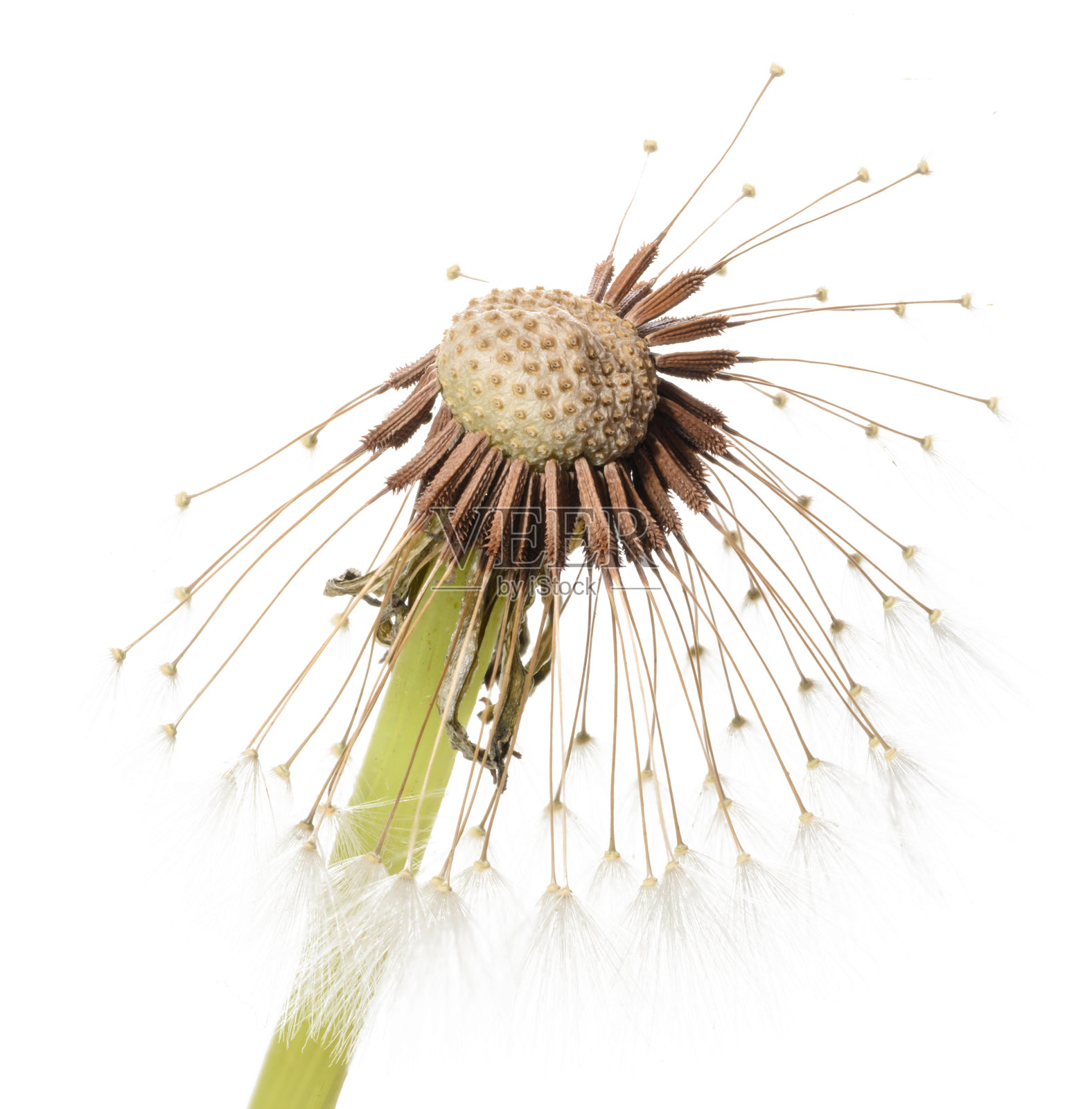 白色背景下，接近成熟的蒲公英特写，大部分种子已经散落。照片摄影图片