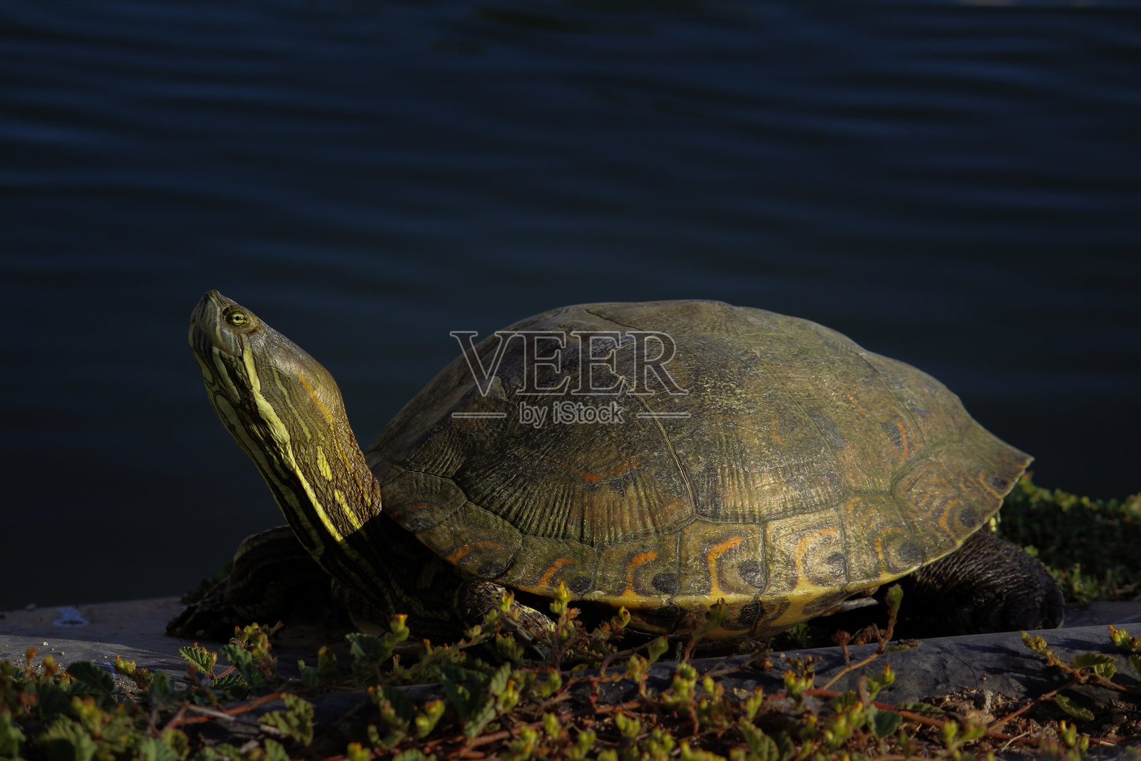 黄腹滑龟 1照片摄影图片