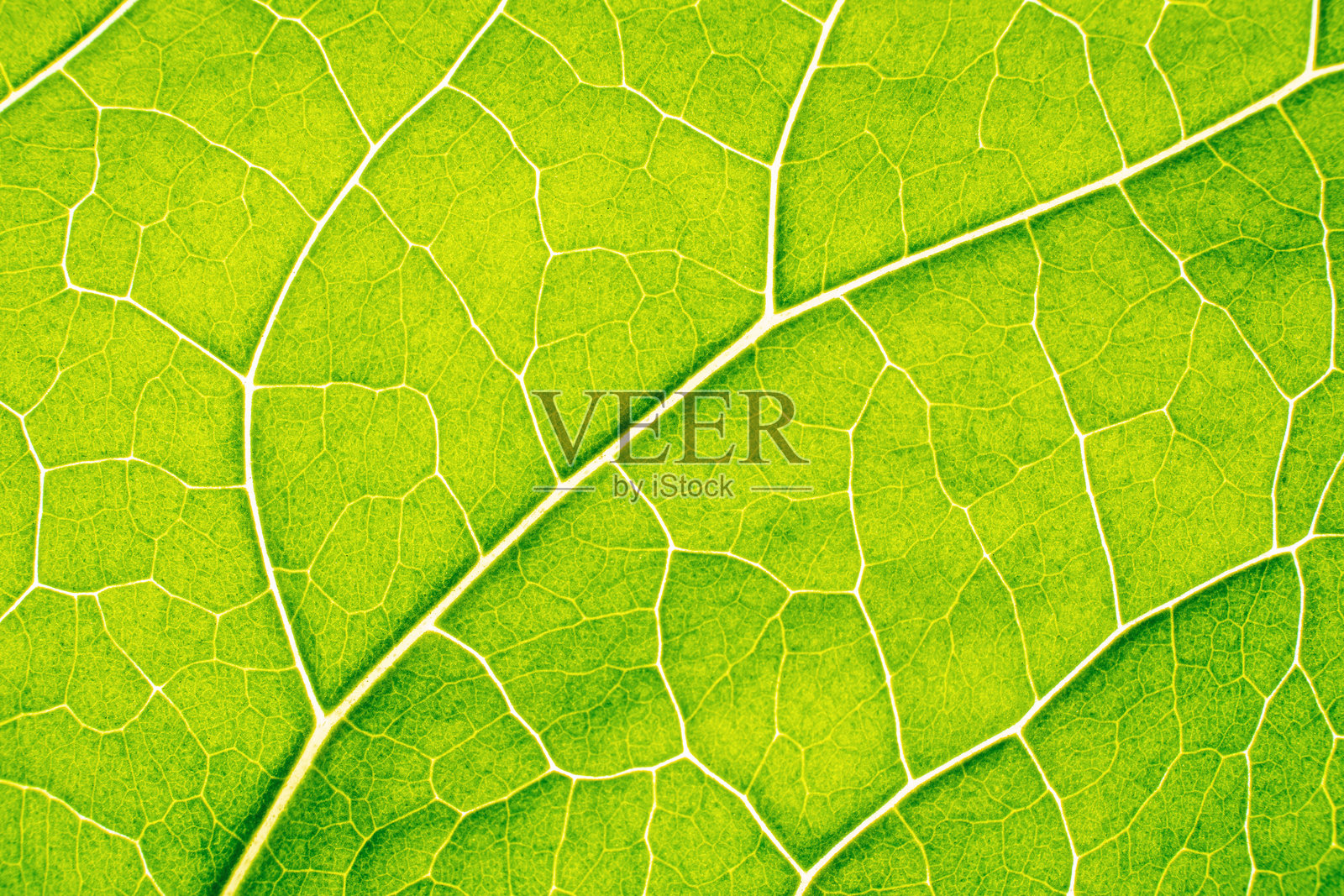 绿色叶子在明亮背景下的纹理照片摄影图片